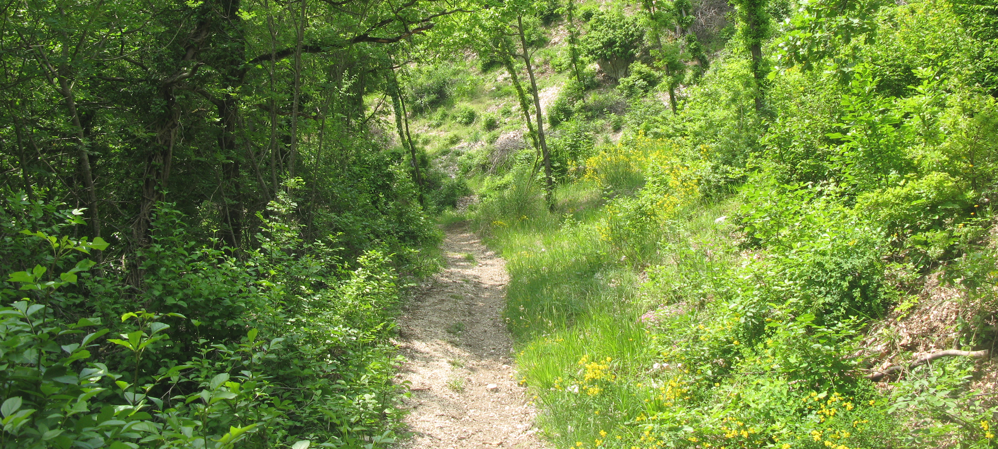 Monte Catria Sentiero 29bis - immagine 3