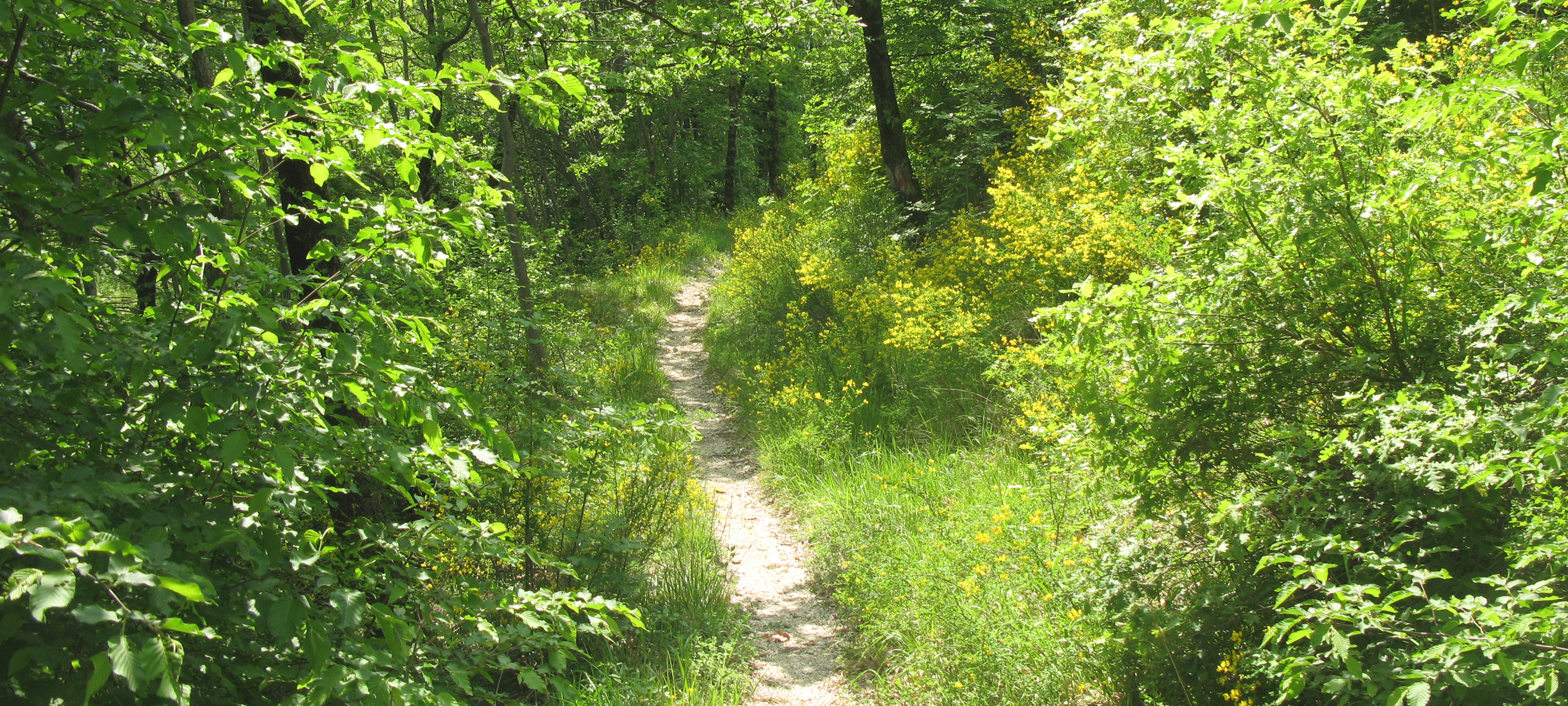 Monte Catria Sentiero 29bis - immagine 4