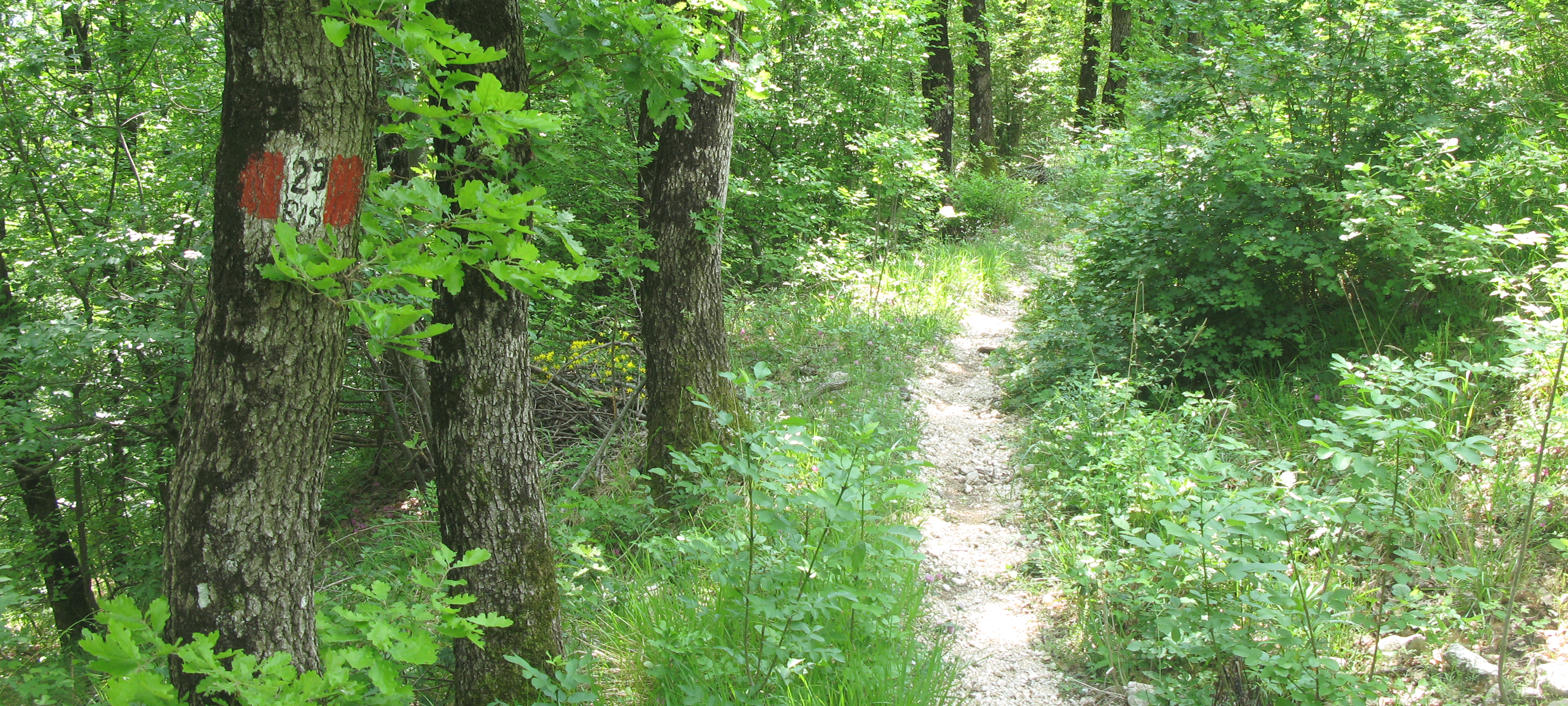 Monte Catria Sentiero 29bis - immagine 5