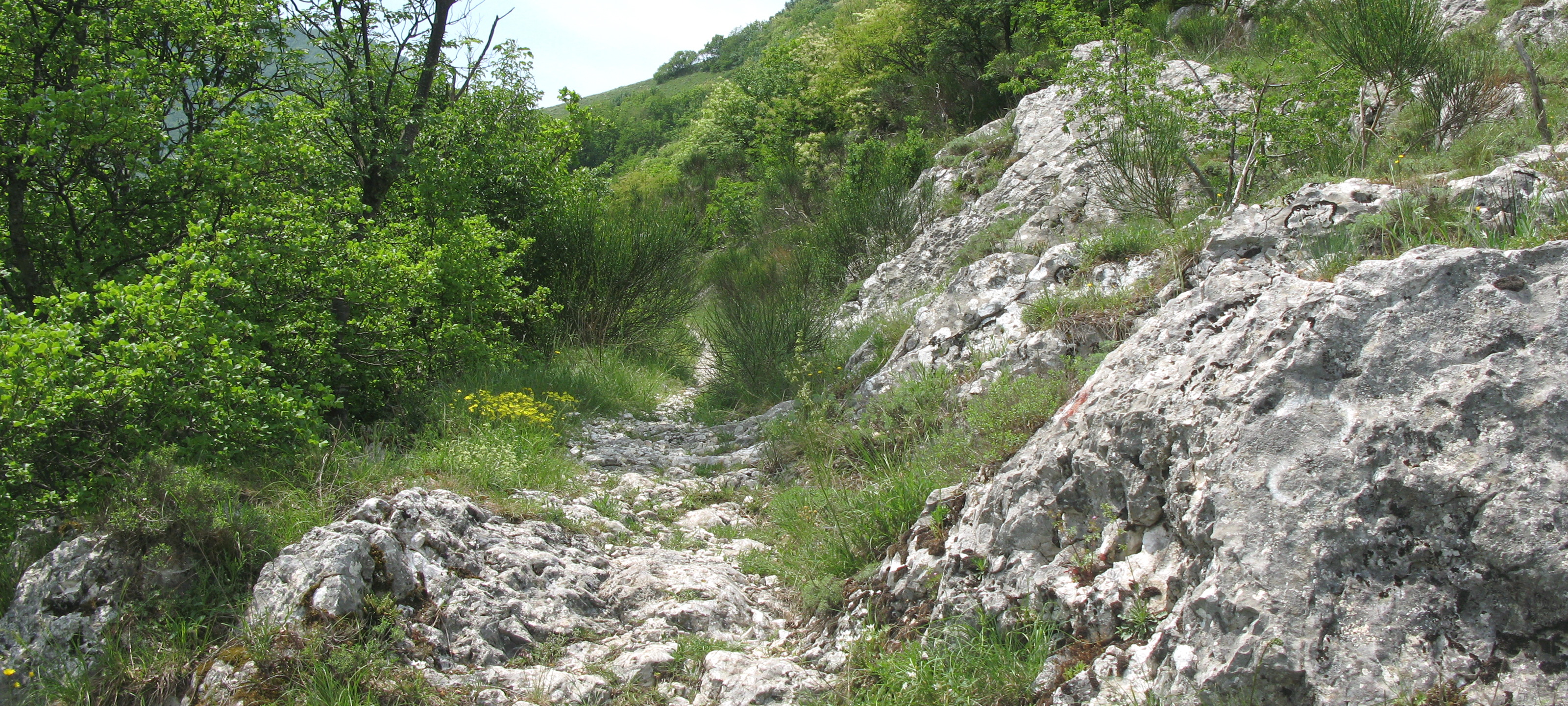 Monte Catria Sentiero 29bis - immagine 6