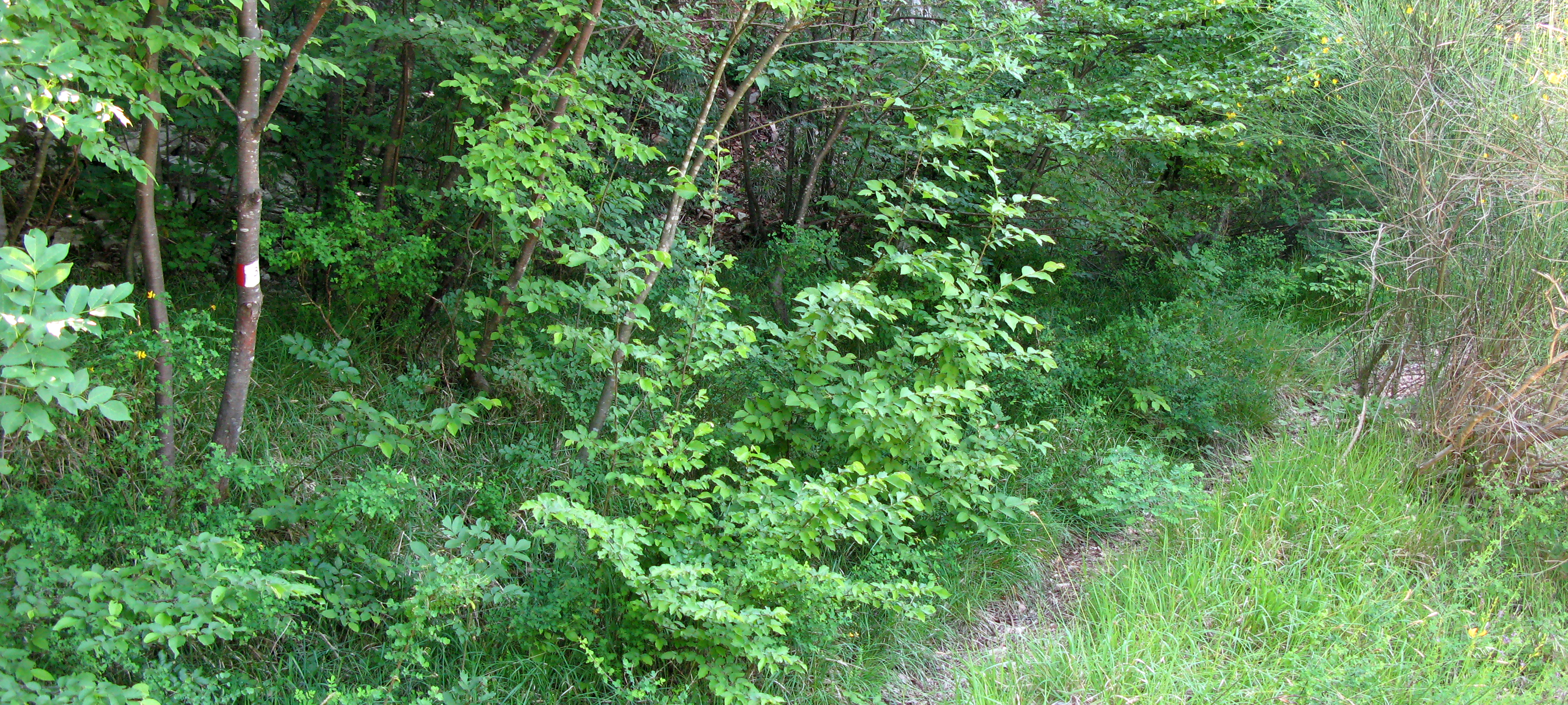 Monte Nerone Sentiero 3 - immagine 5
