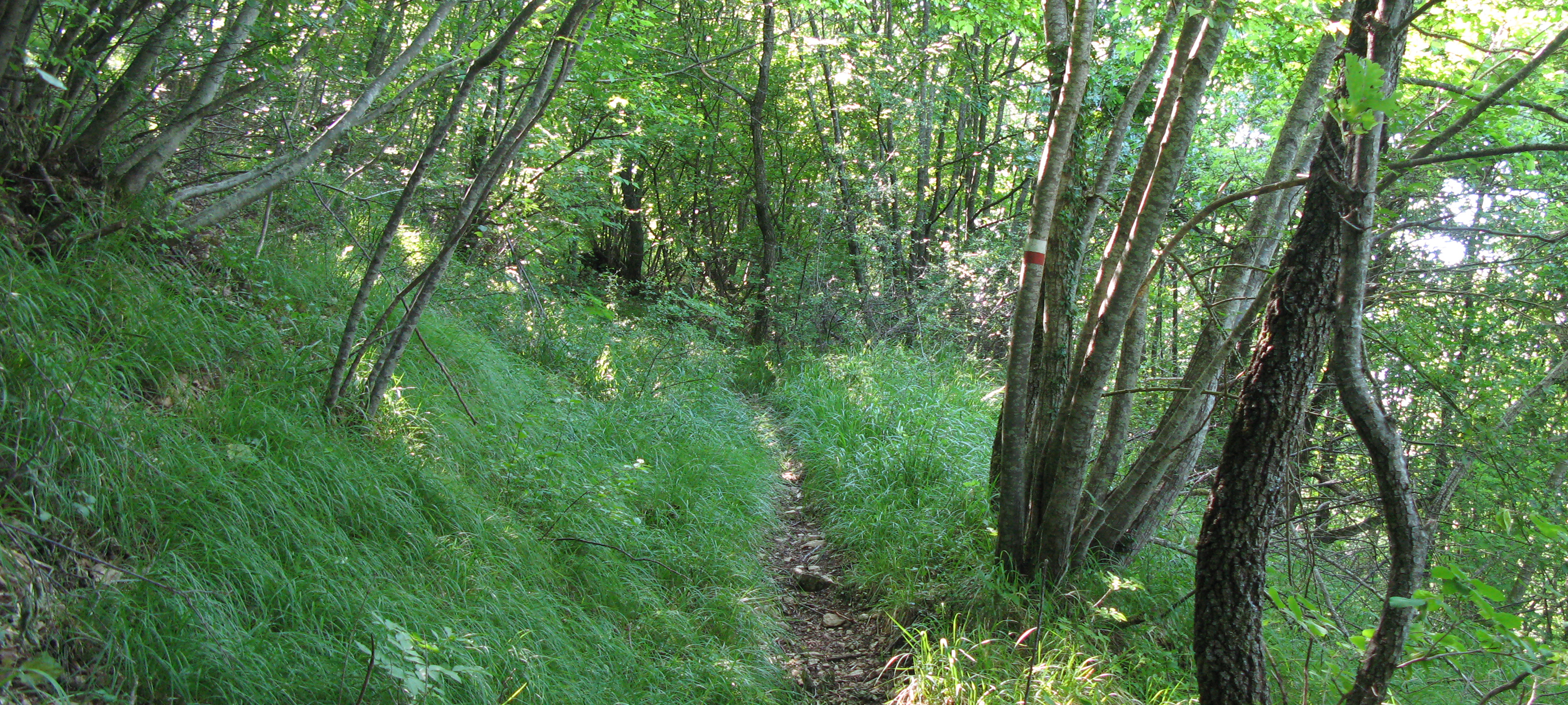 Monte Nerone Sentiero 3 - immagine 6