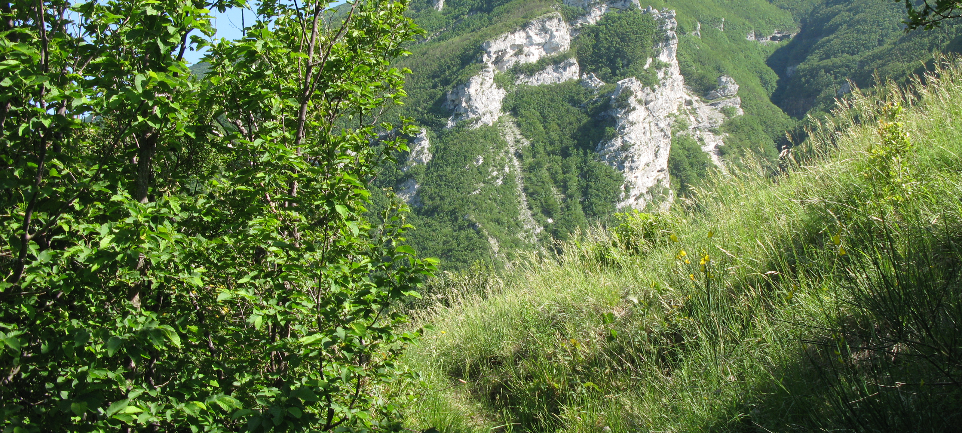 Monte Nerone Sentiero 3 - immagine 8
