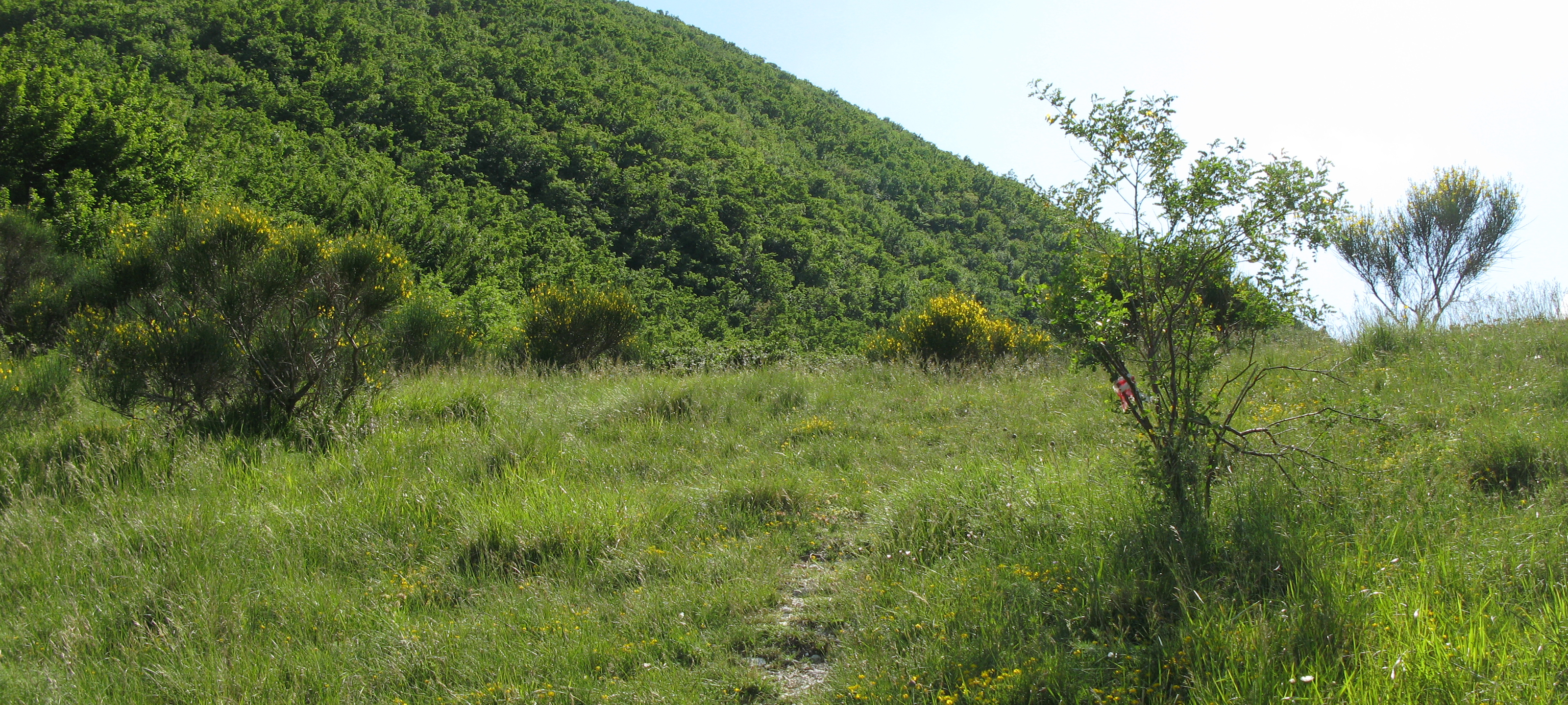 Monte Nerone Sentiero 3 - immagine 9