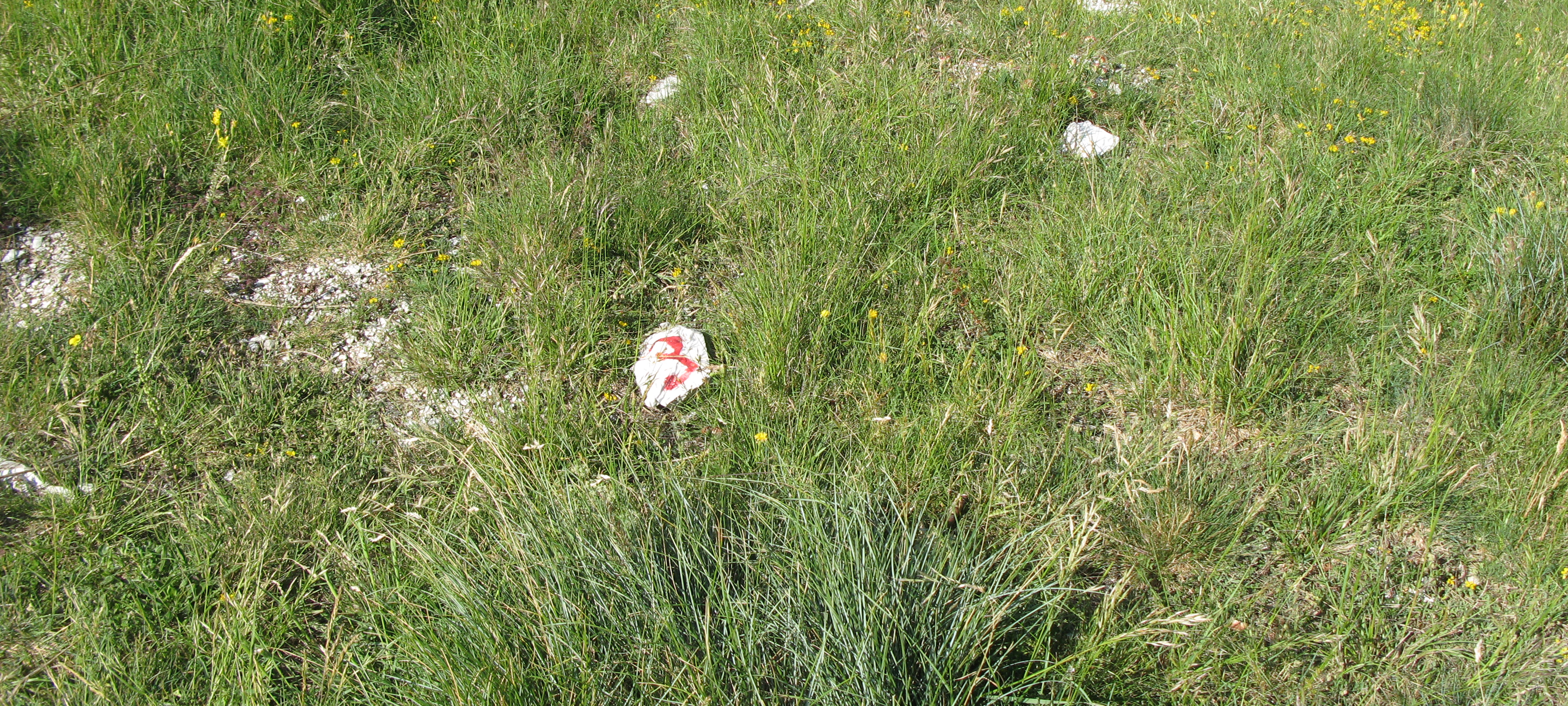 Monte Nerone Sentiero 3 - immagine 10