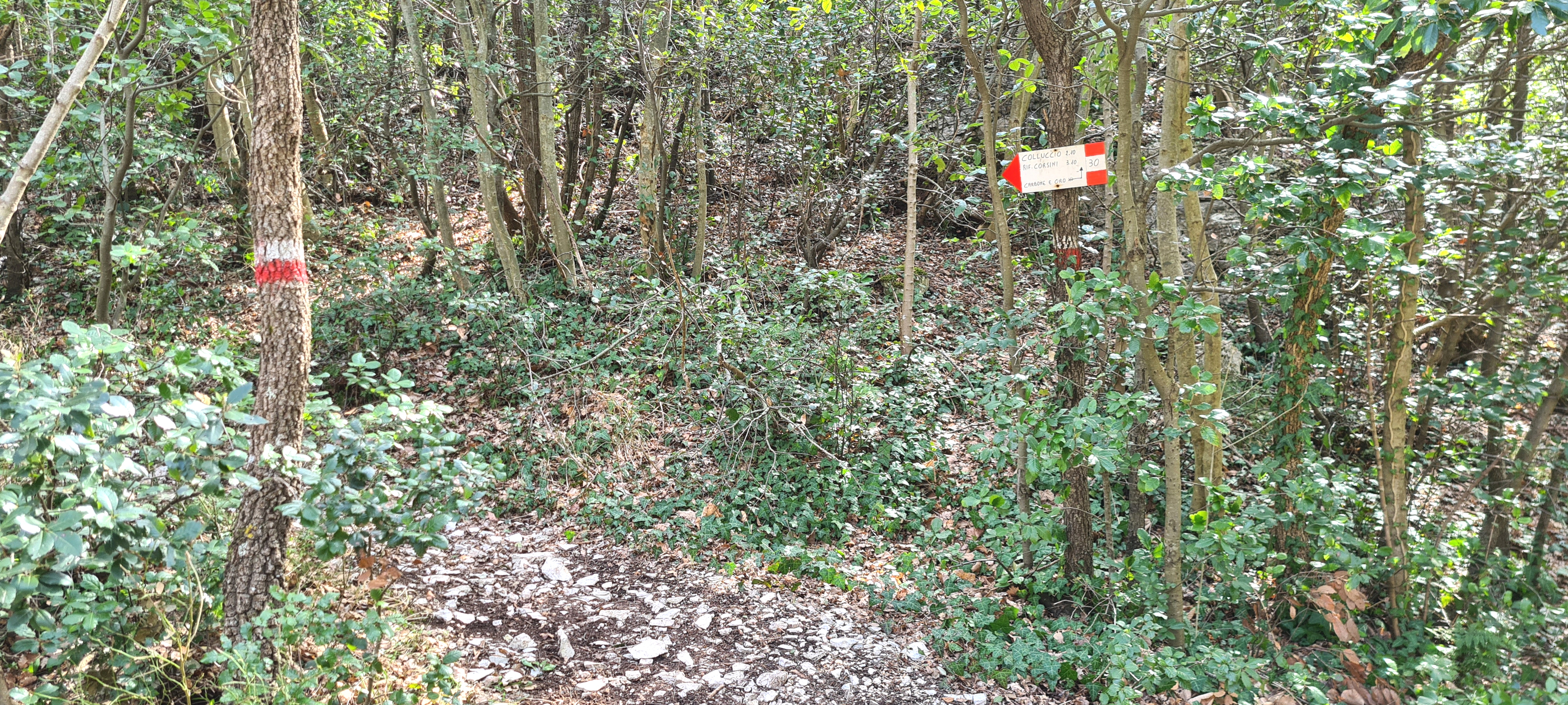 Monte Nerone Sentiero 30 - immagine 4