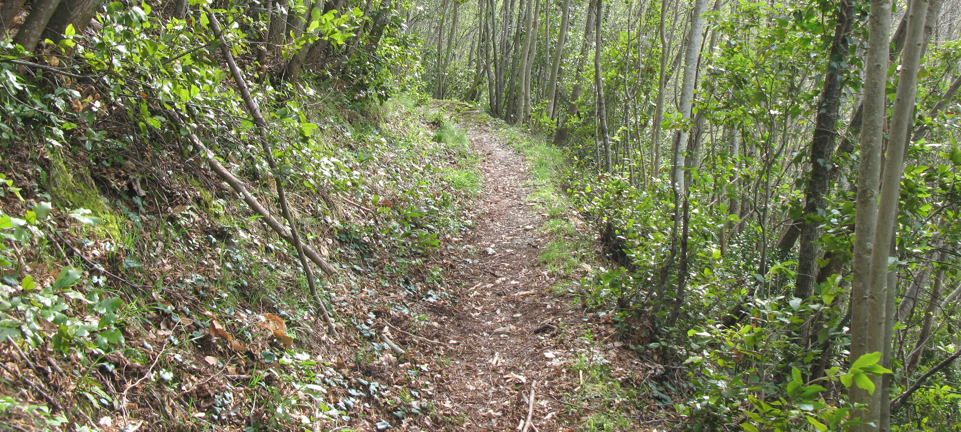 Monte Nerone Sentiero 30 - immagine 5
