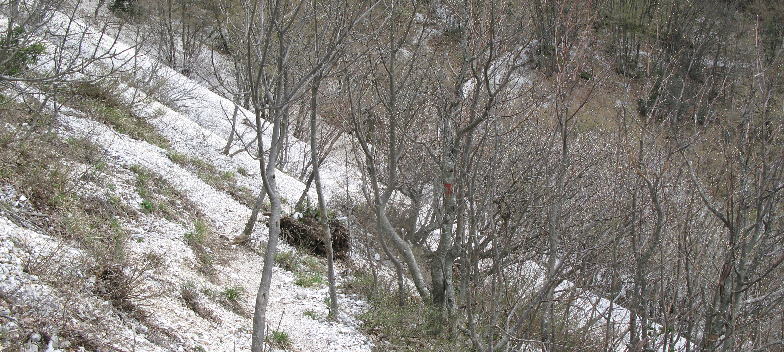 Monte Nerone Sentiero 30 - immagine 9