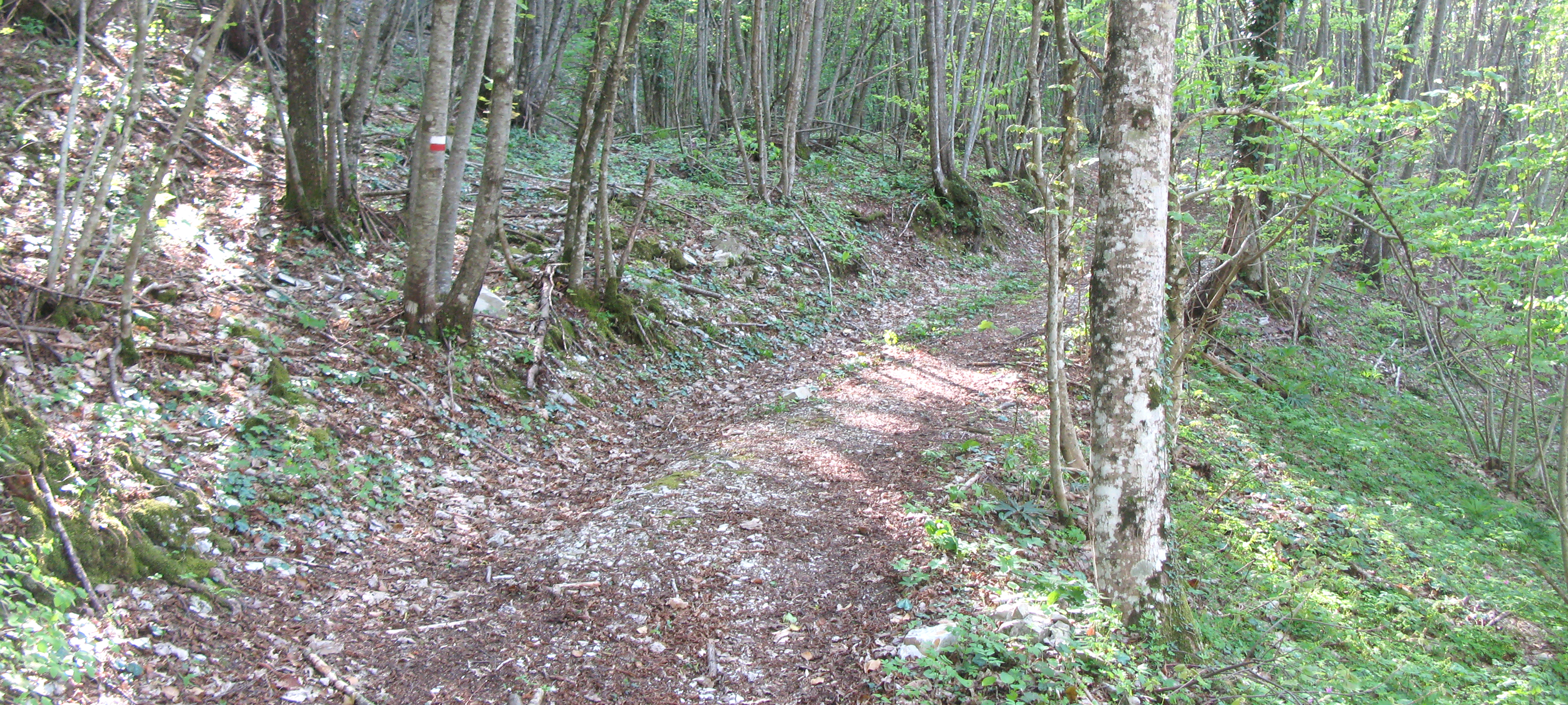 Monte Nerone Sentiero 33 - immagine 3
