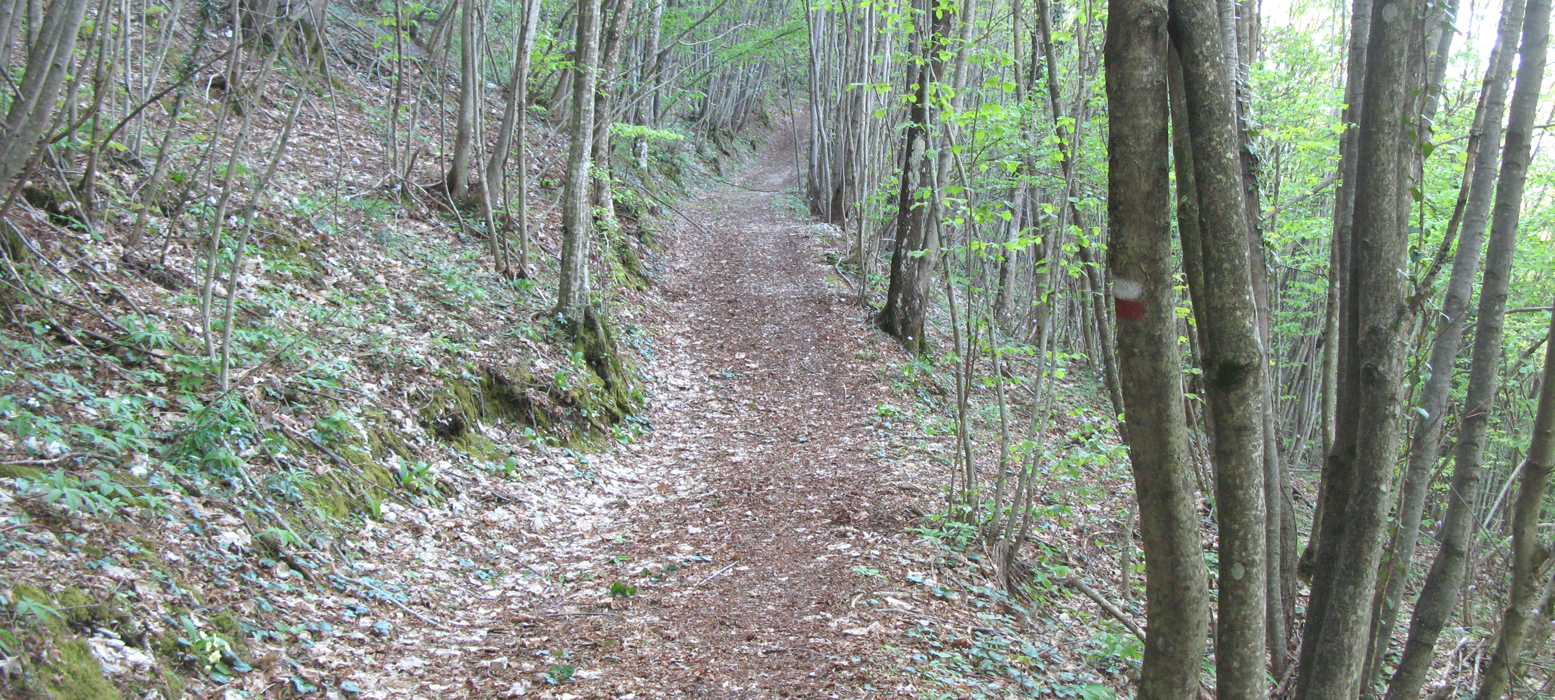 Monte Nerone Sentiero 33 - immagine 4