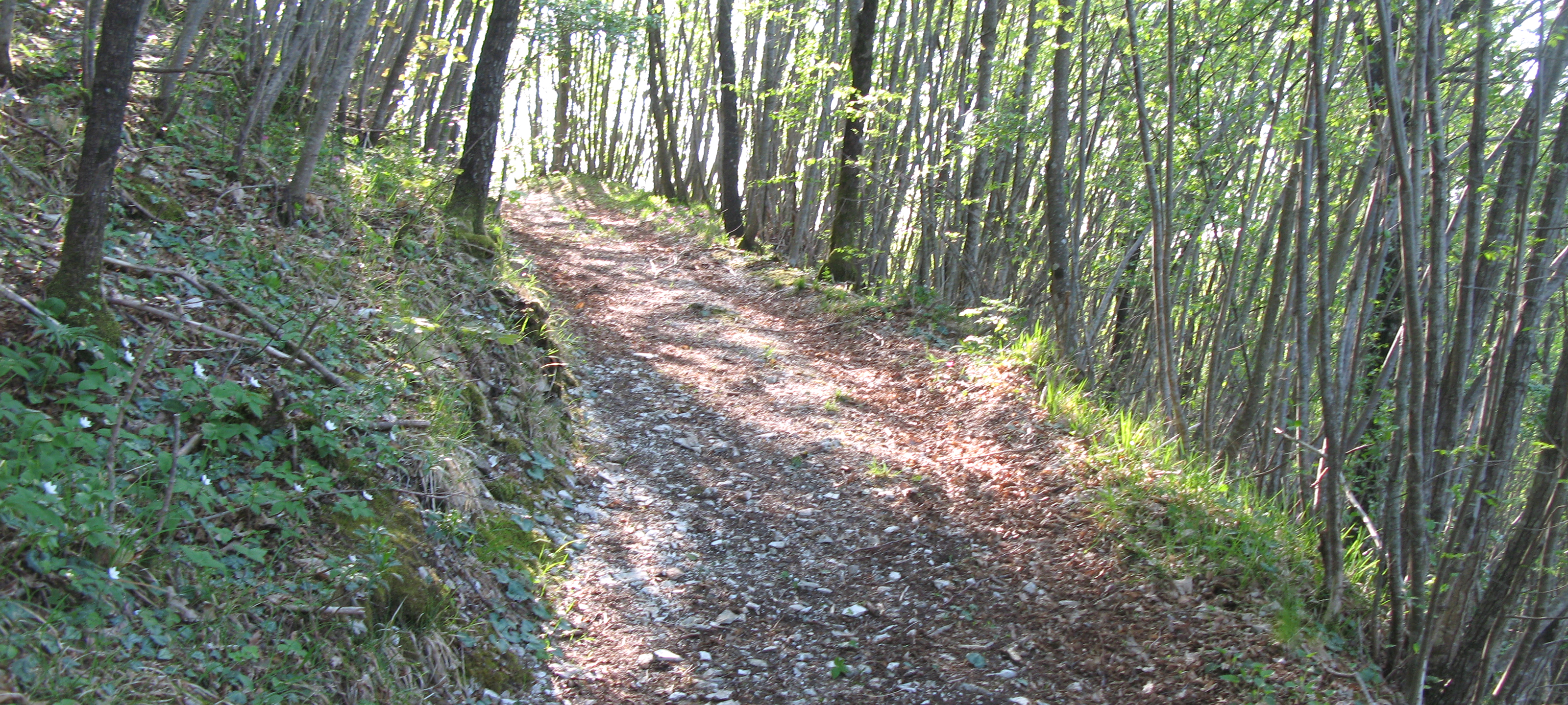 Monte Nerone Sentiero 33 - immagine 5