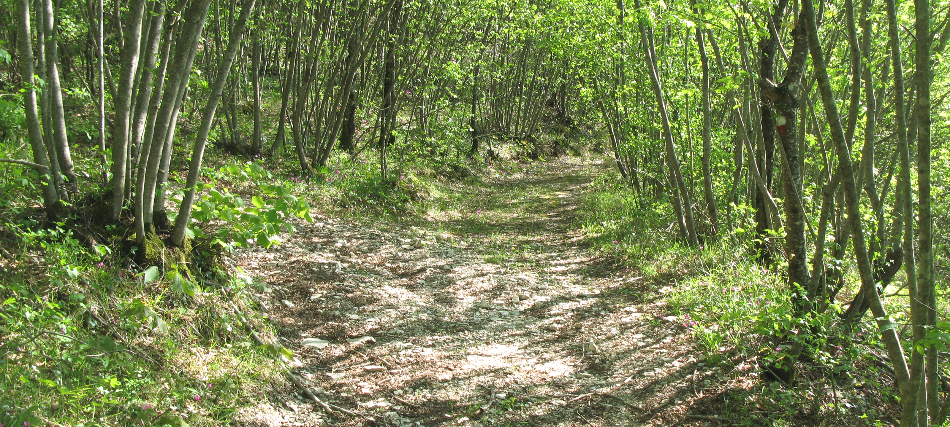 Monte Nerone Sentiero 33 - immagine 6