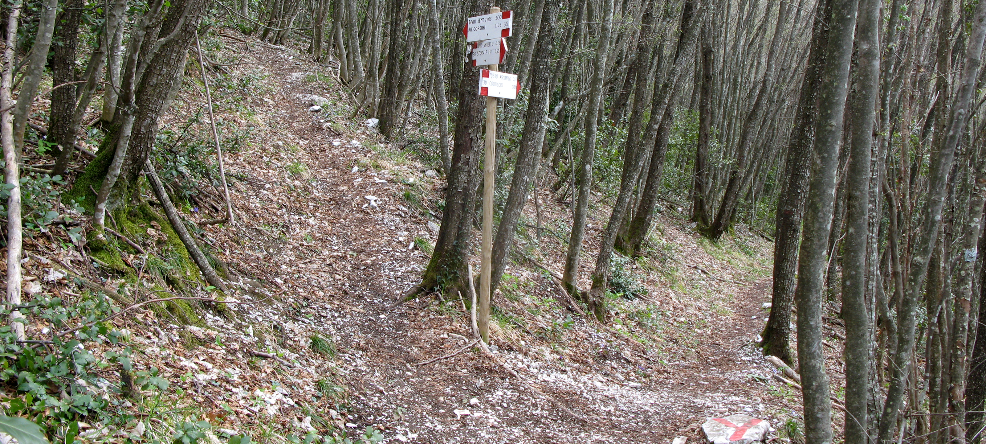 Monte Nerone Sentiero 35 - immagine 1