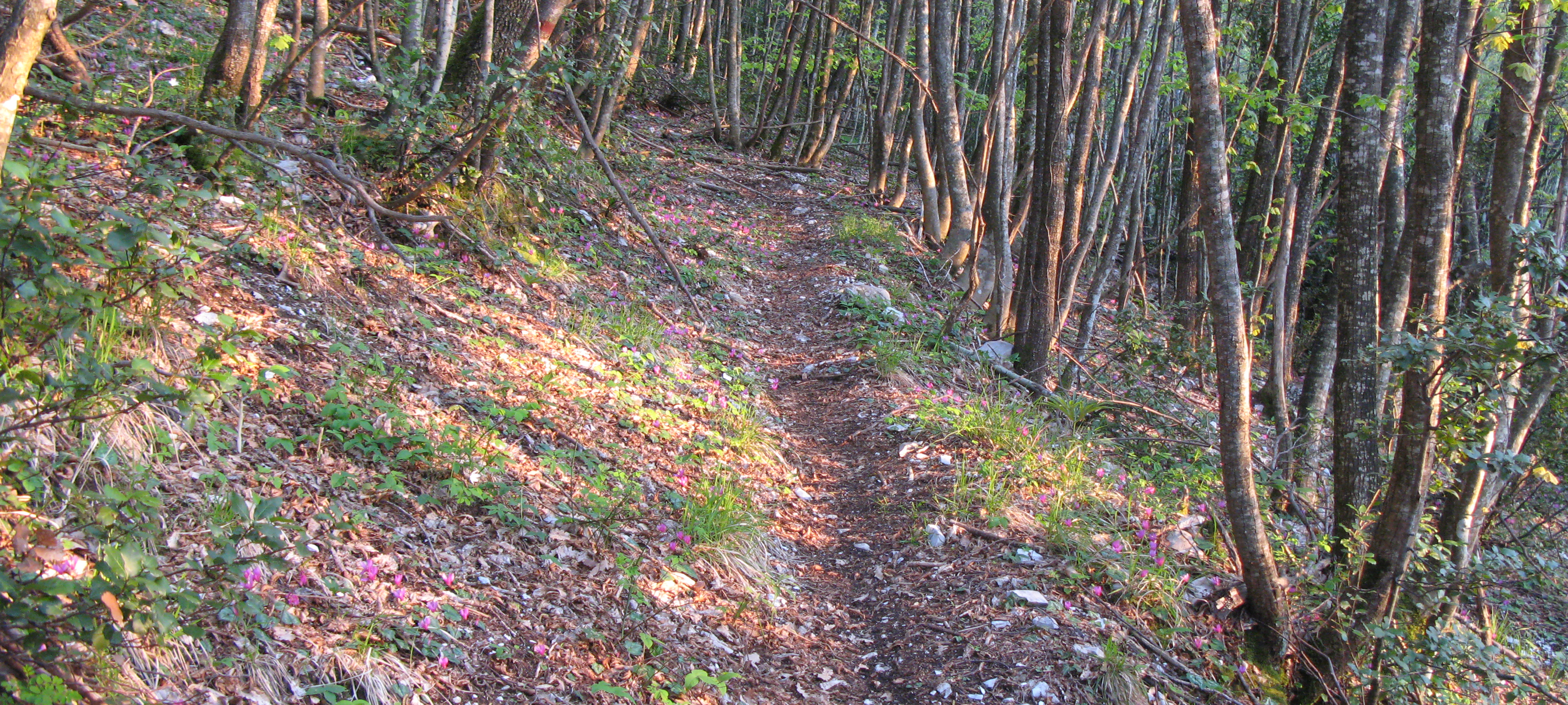 Monte Nerone Sentiero 35 - immagine 2