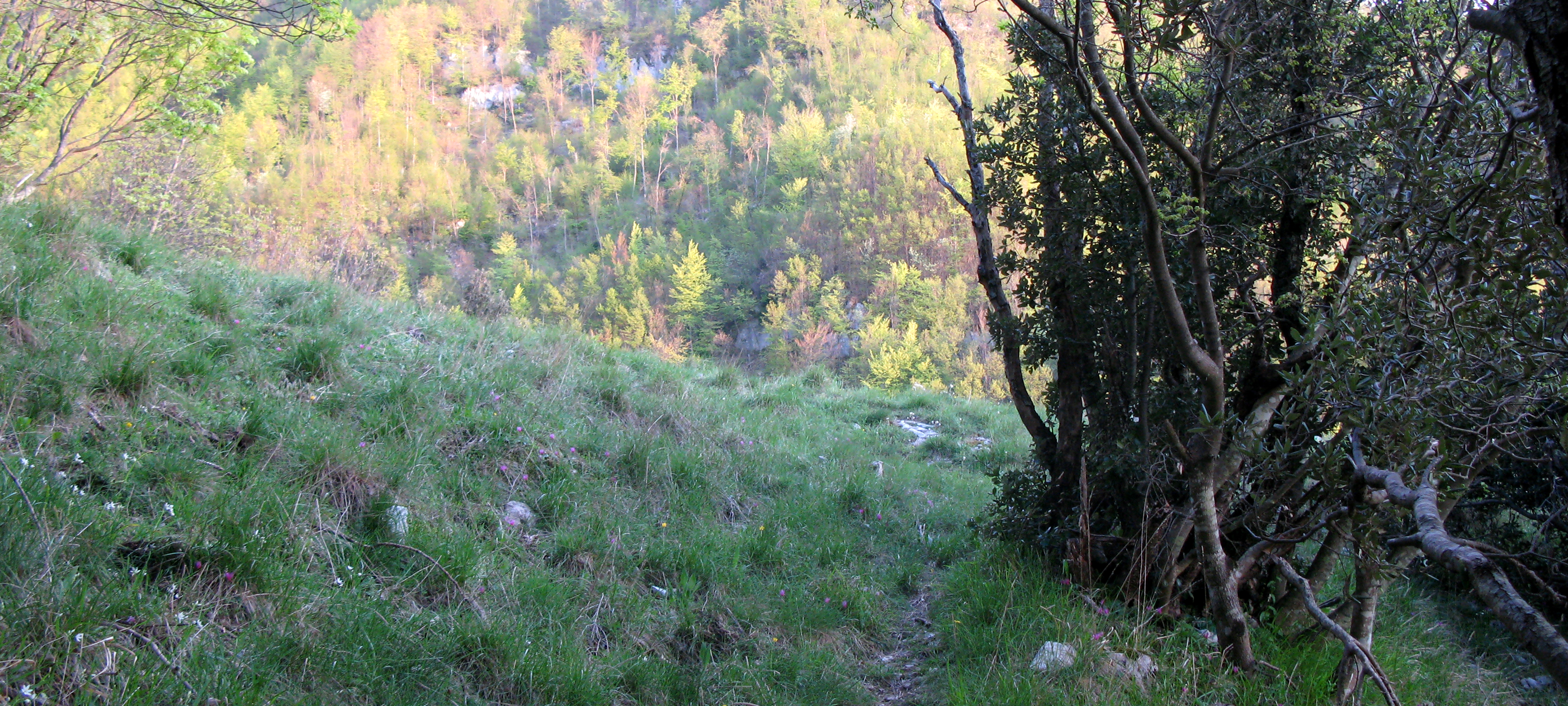 Monte Nerone Sentiero 35 - immagine 3