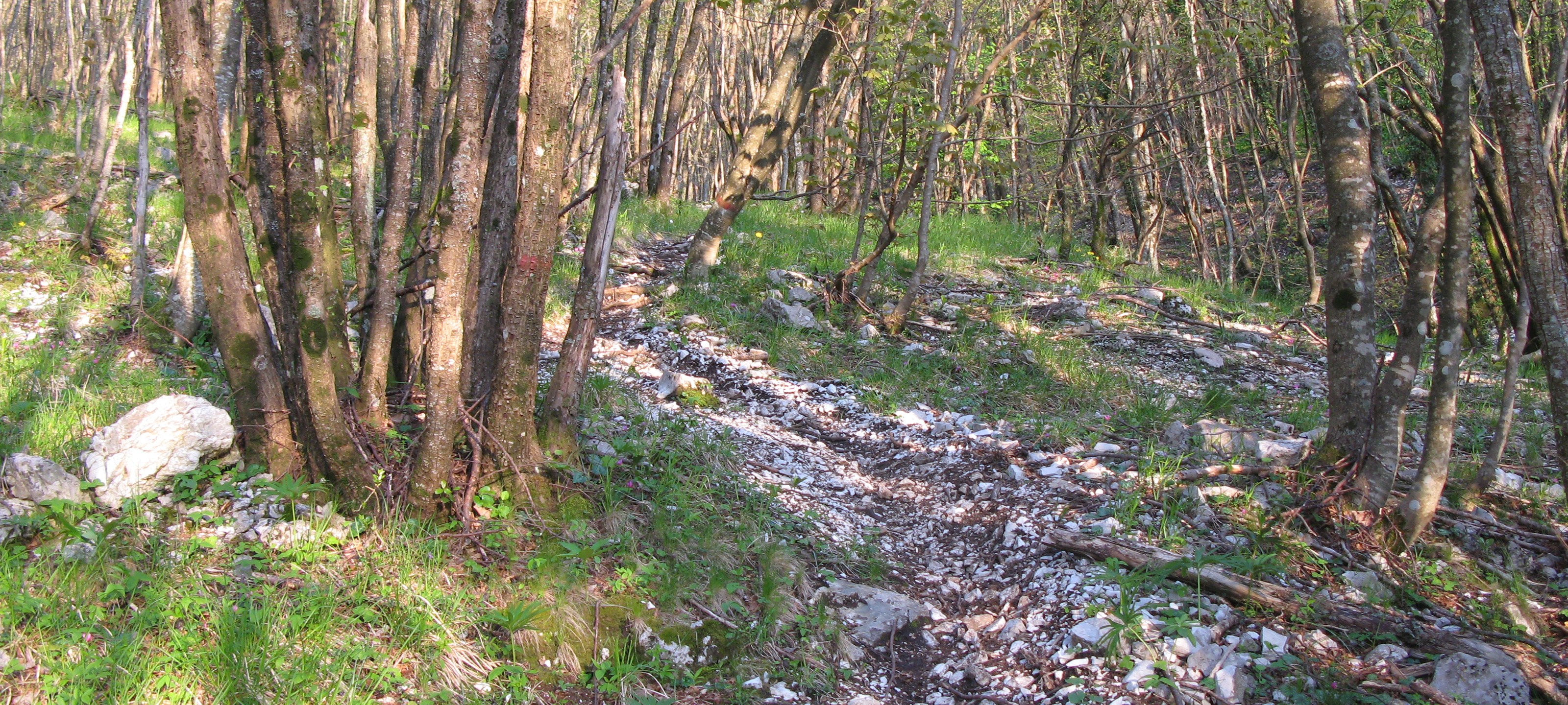 Monte Nerone Sentiero 35 - immagine 4