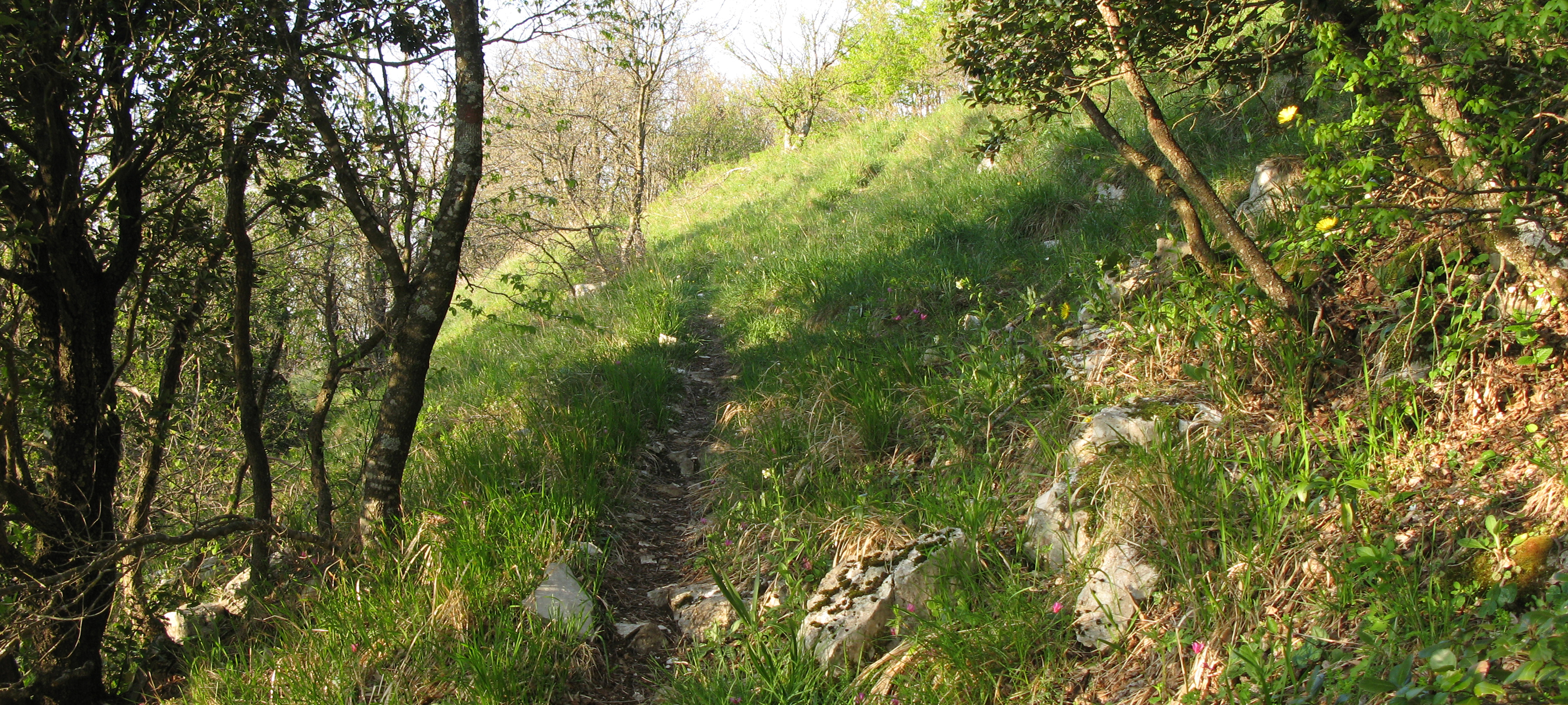 Monte Nerone Sentiero 35 - immagine 6