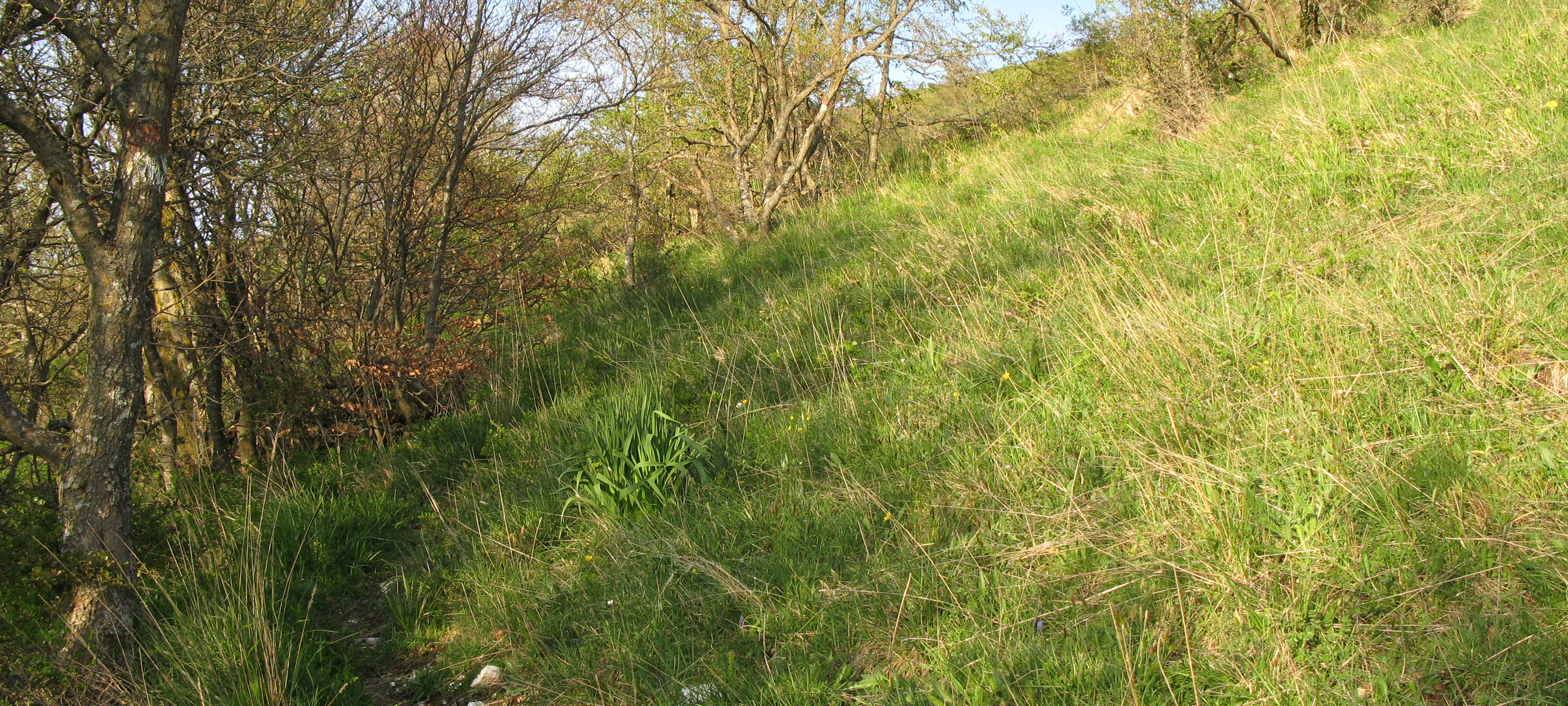Monte Nerone Sentiero 35 - immagine 7