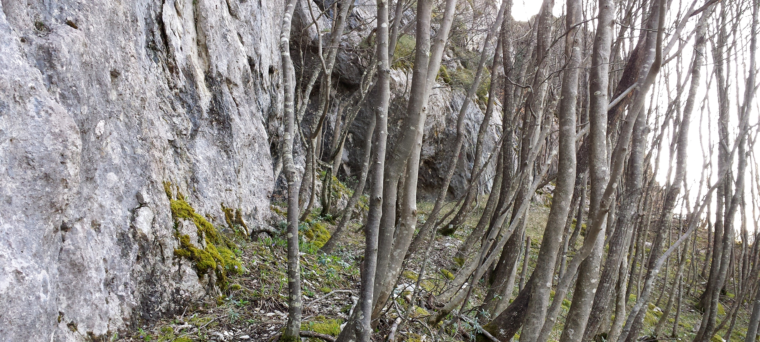 Monte Nerone Sentiero 4 - immagine 2