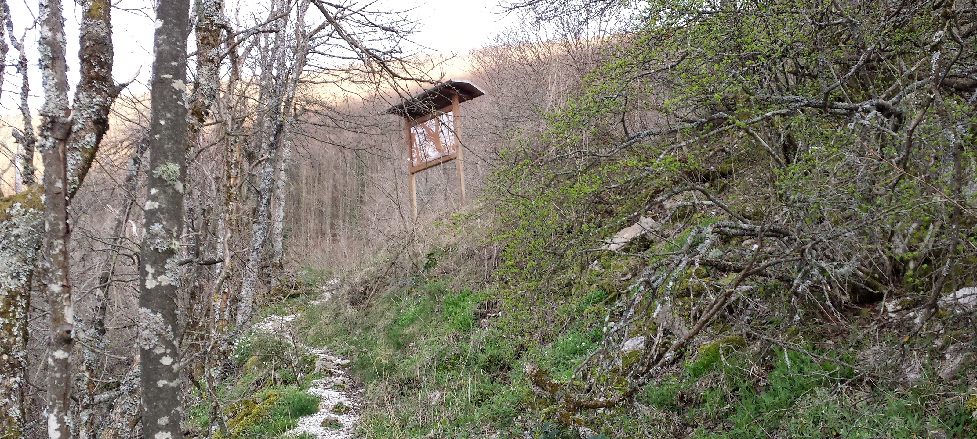 Monte Nerone Sentiero 4 - immagine 8
