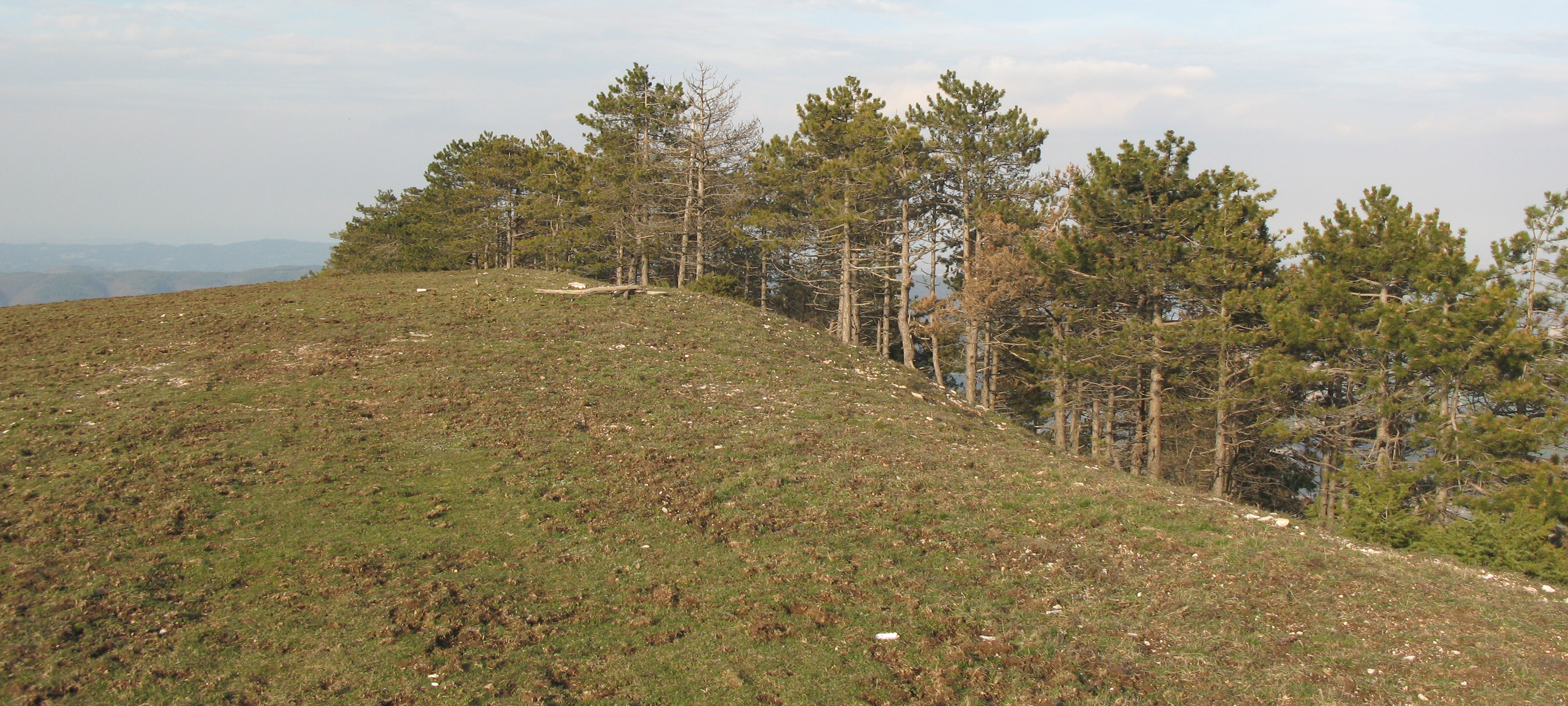 Gola del Furlo Sentiero 446 - immagine 16 (Monte Pietralata)