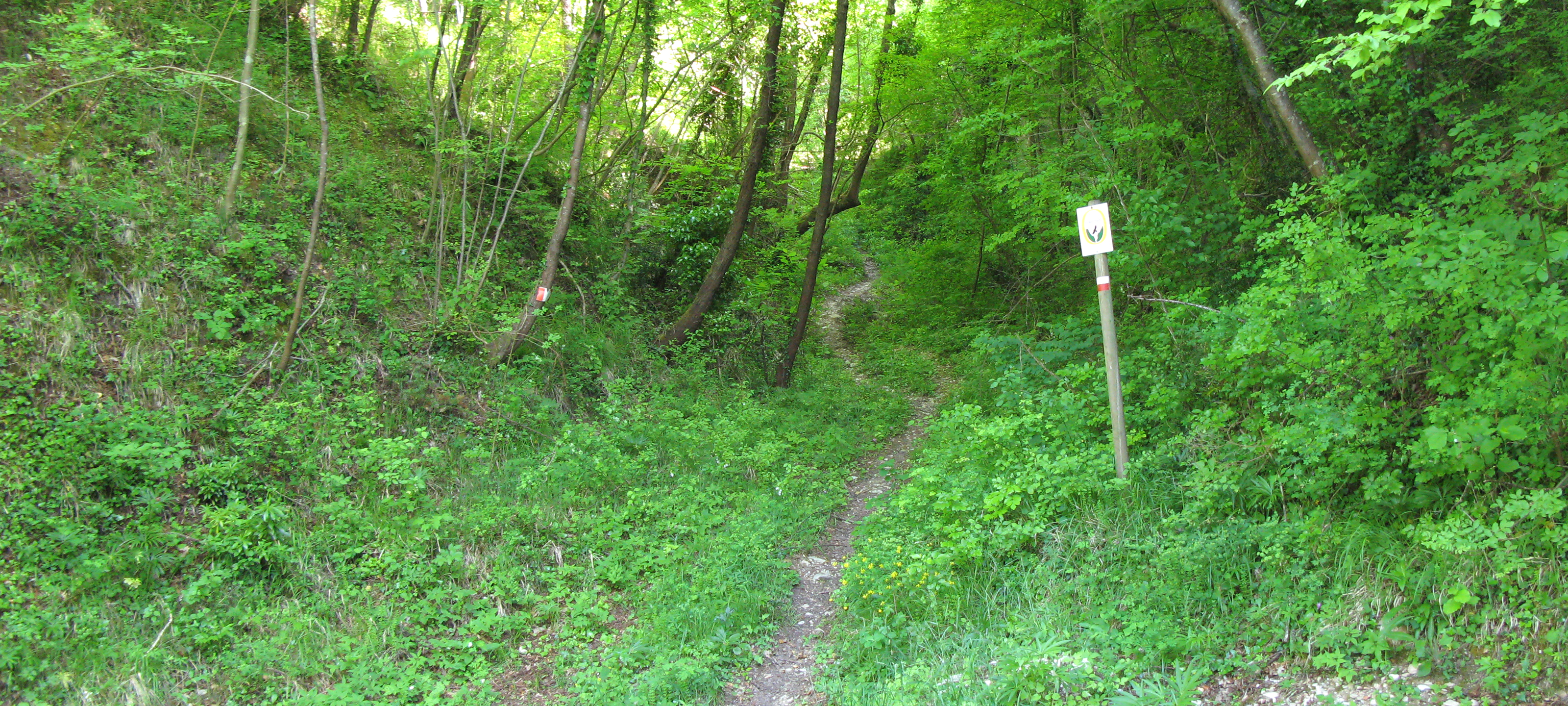 Gola del Furlo Sentiero 451 - immagine 3