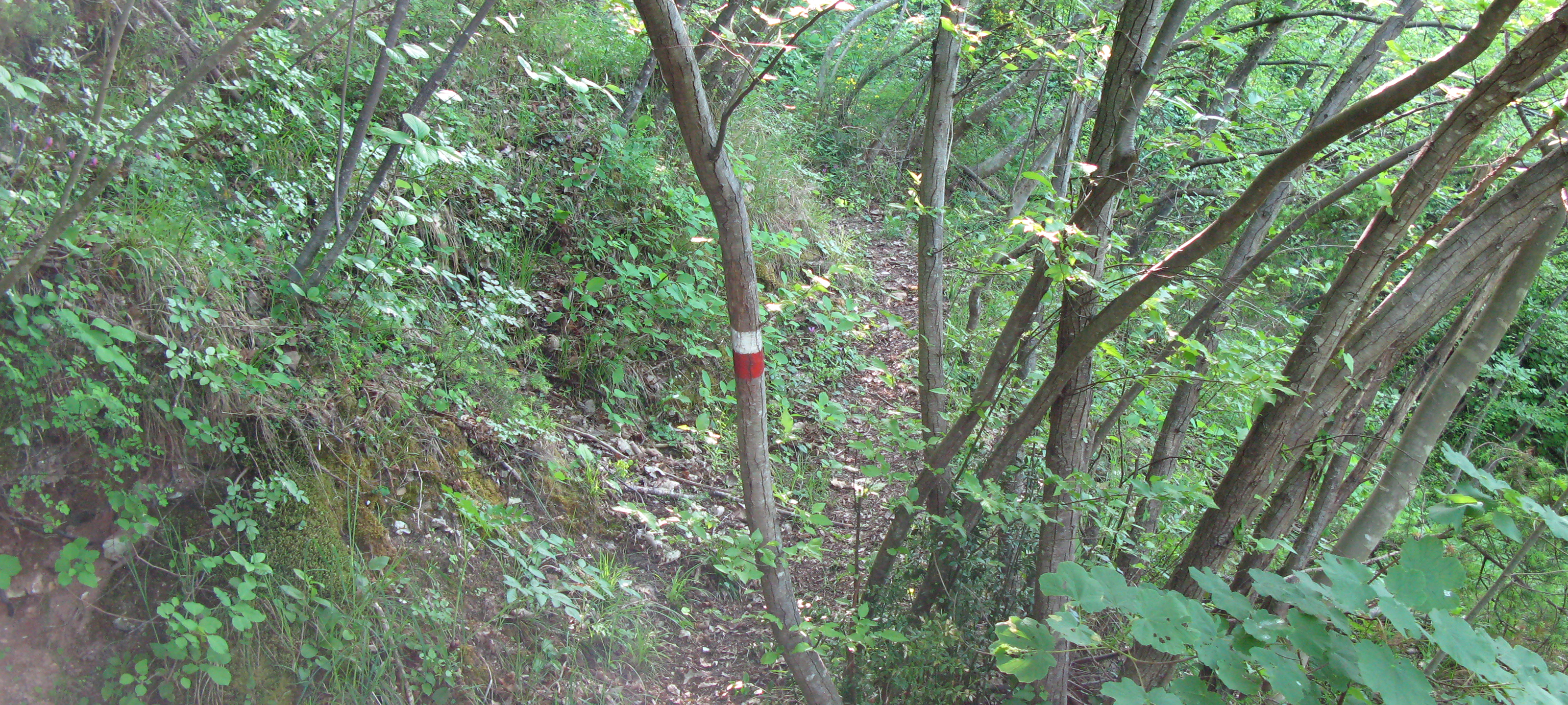 Gola del Furlo Sentiero 451 - immagine 4