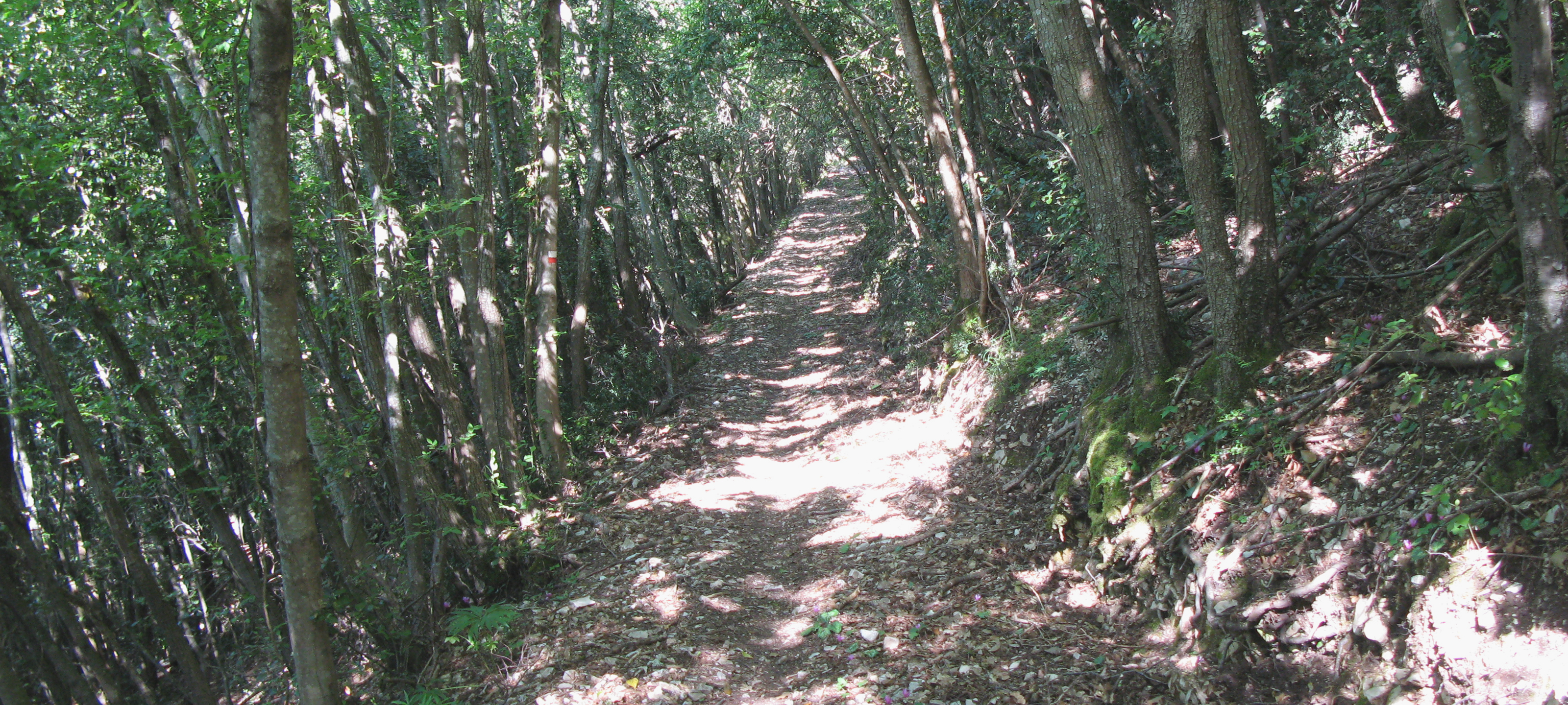 Gola del Furlo Sentiero 451 - immagine 7