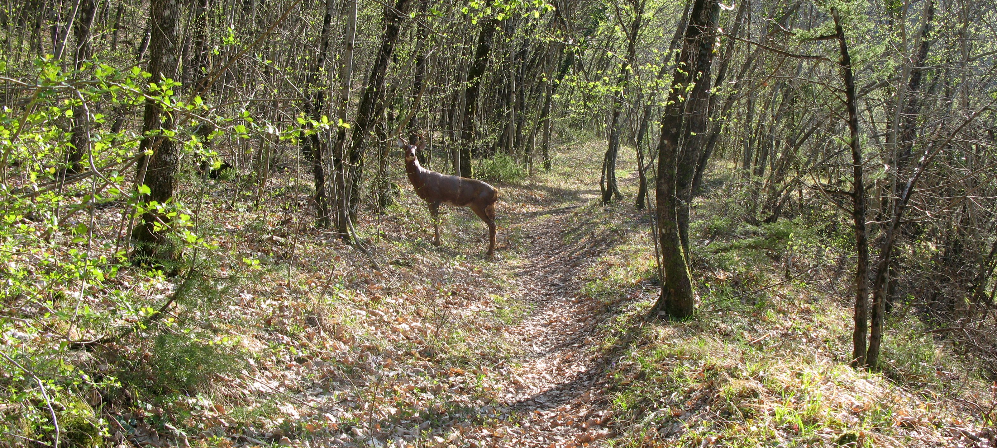 Monte di Montiego Sentiero 461 - immagine 9