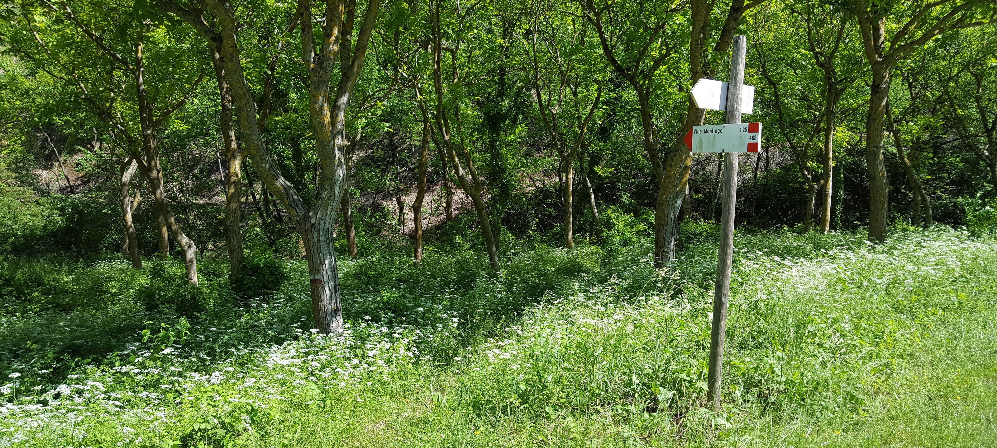 Monte di Montiego Sentiero 462 - immagine 6