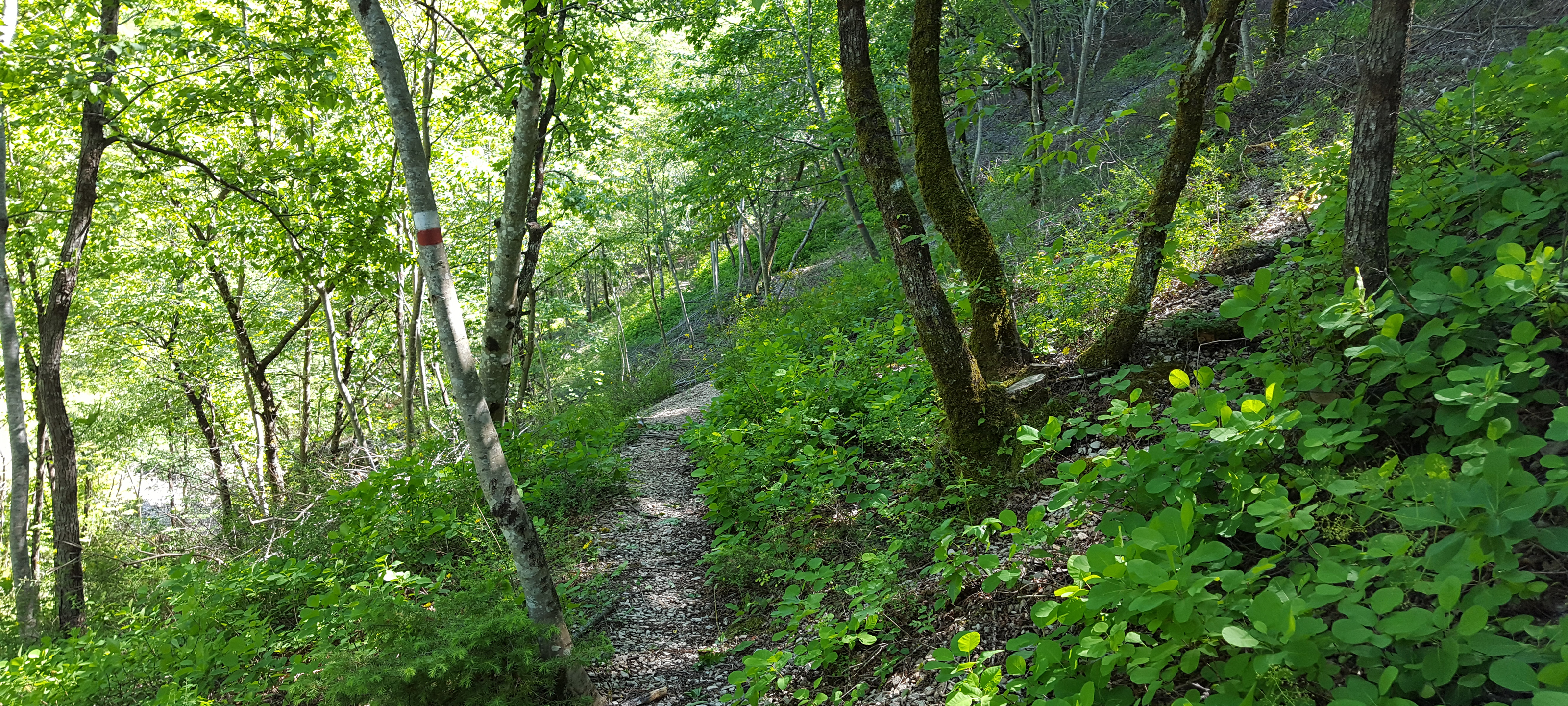 Monte di Montiego Sentiero 462 - immagine 7