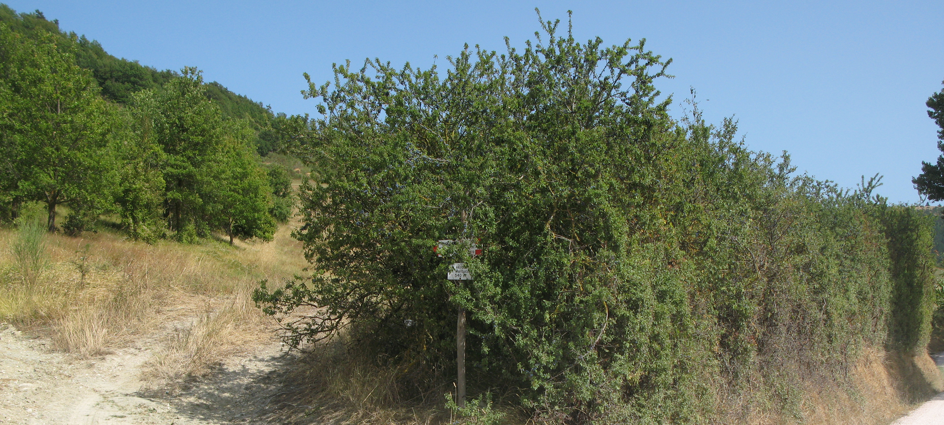 Monte di Montiego Sentiero 463 - immagine 1