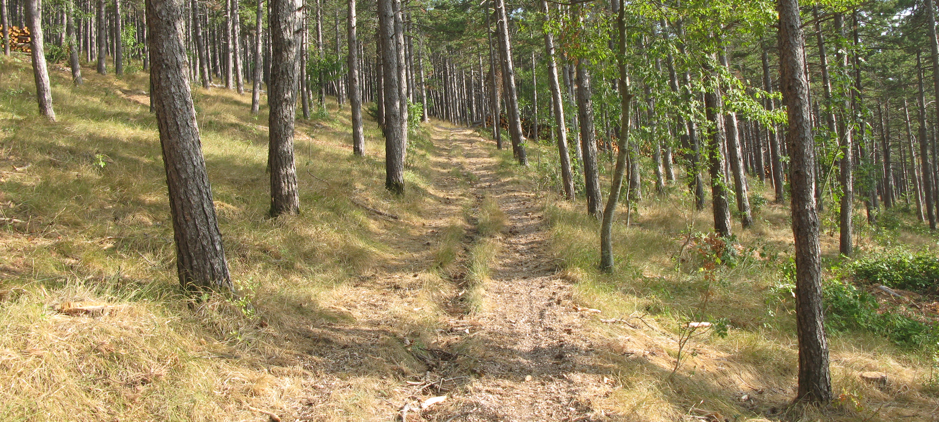 Monte di Montiego Sentiero 463 - immagine 10