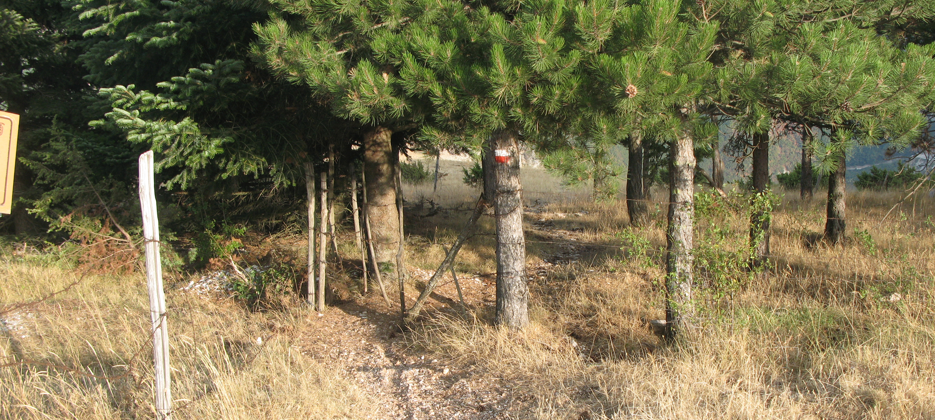 Monte di Montiego Sentiero 463 - immagine 13