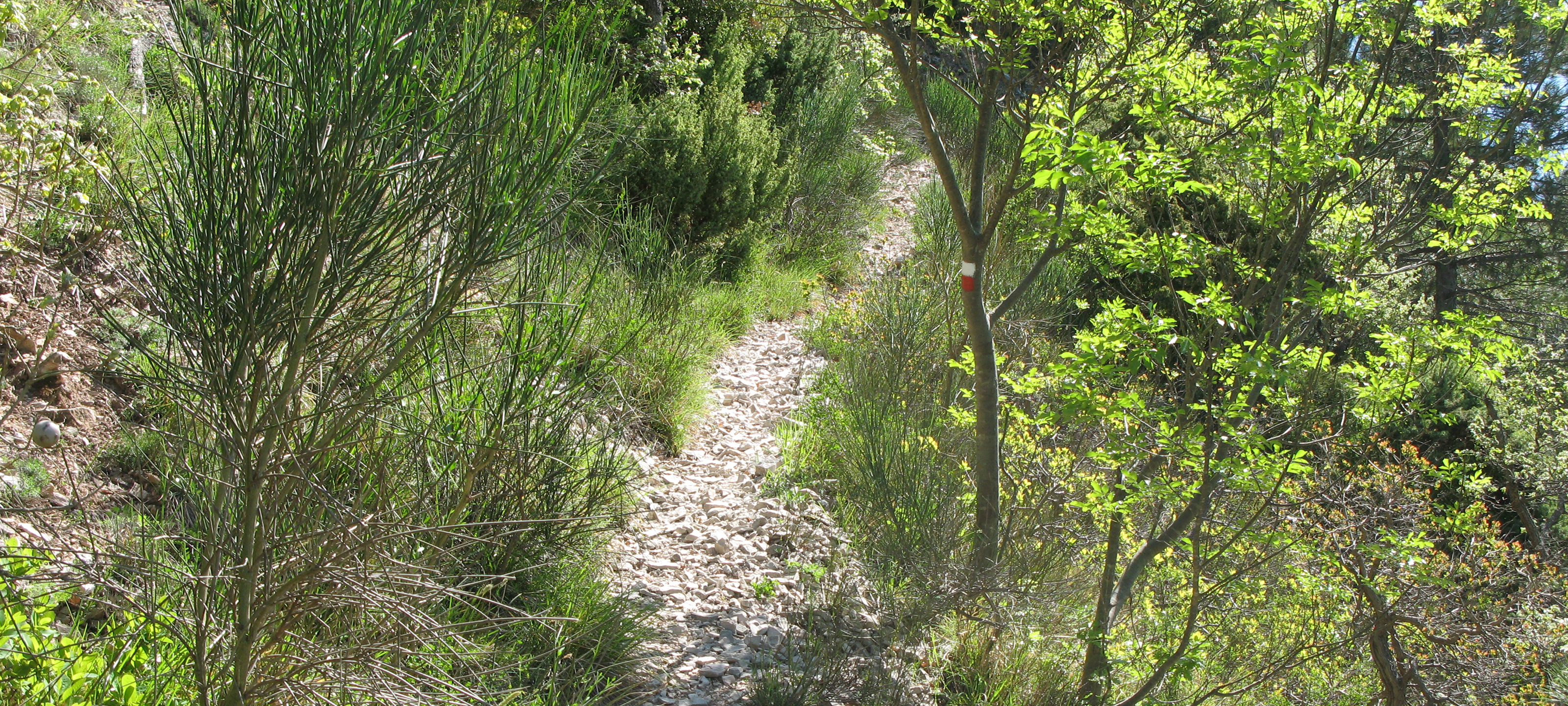 Monte di Montiego Sentiero 5 - immagine 4