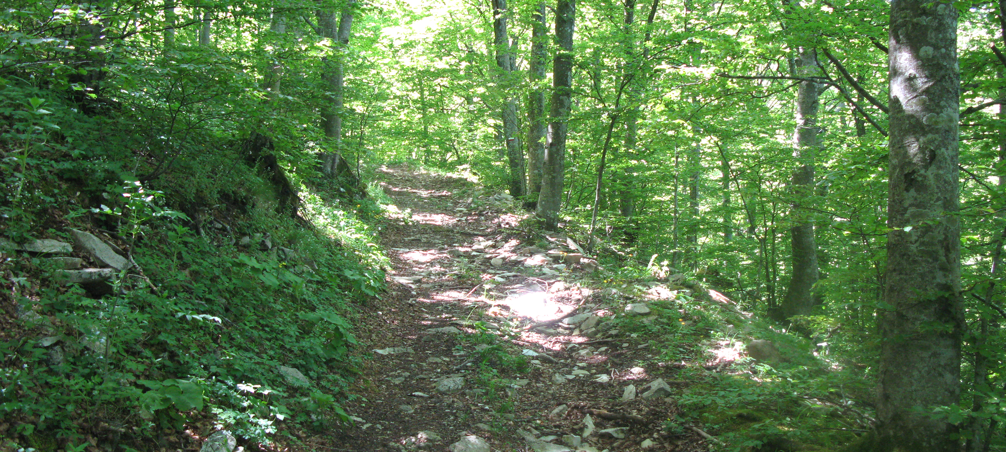 Monte Catria Sentiero 51 - immagine 8