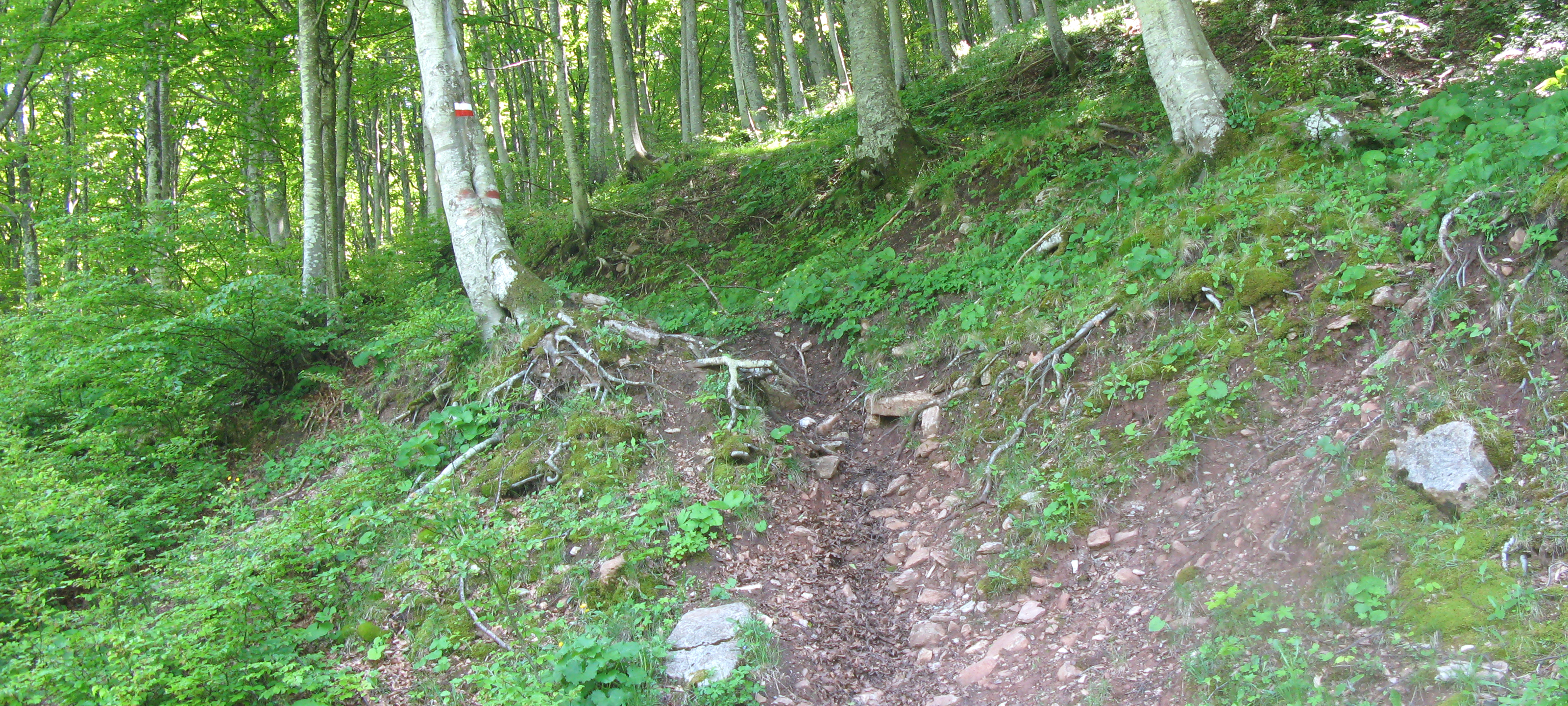 Monte Catria Sentiero 51 - immagine 10