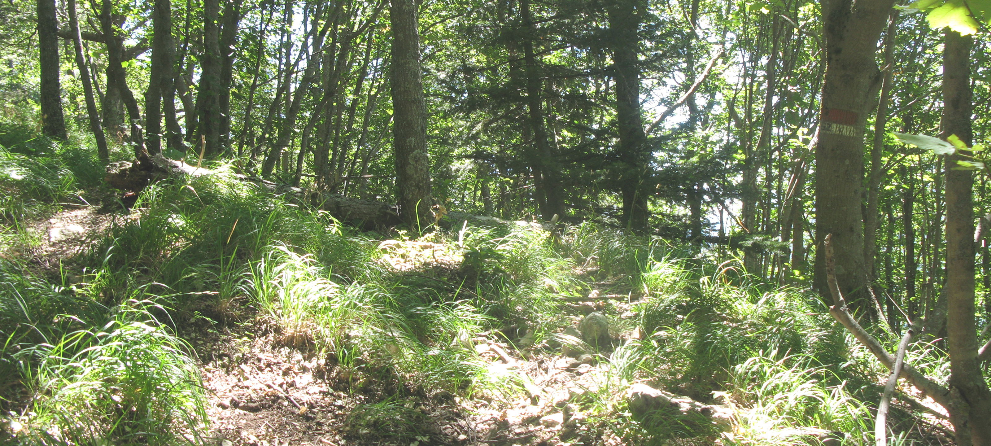 Monte Catria Sentiero 52 - immagine 7