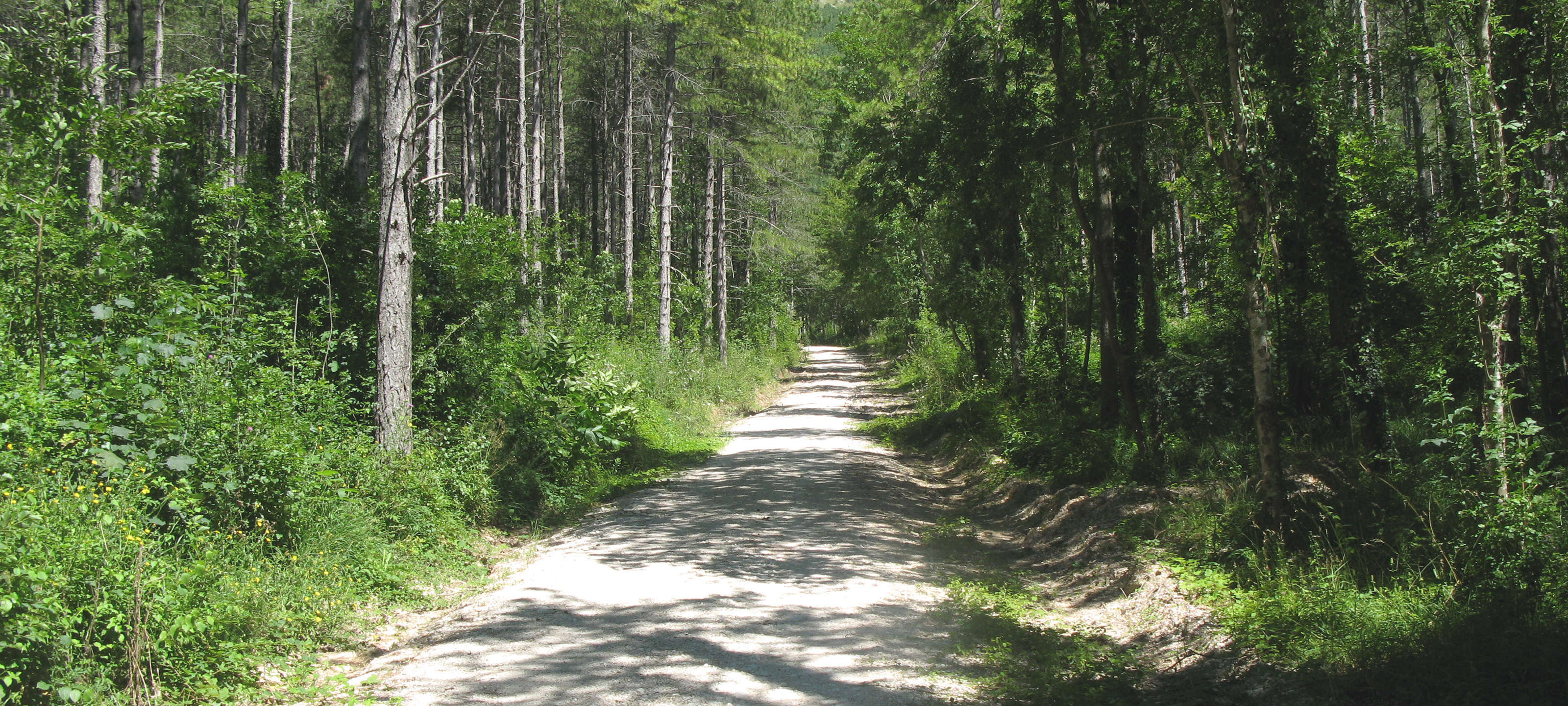 Monte Catria Sentiero 53 - immagine 0a