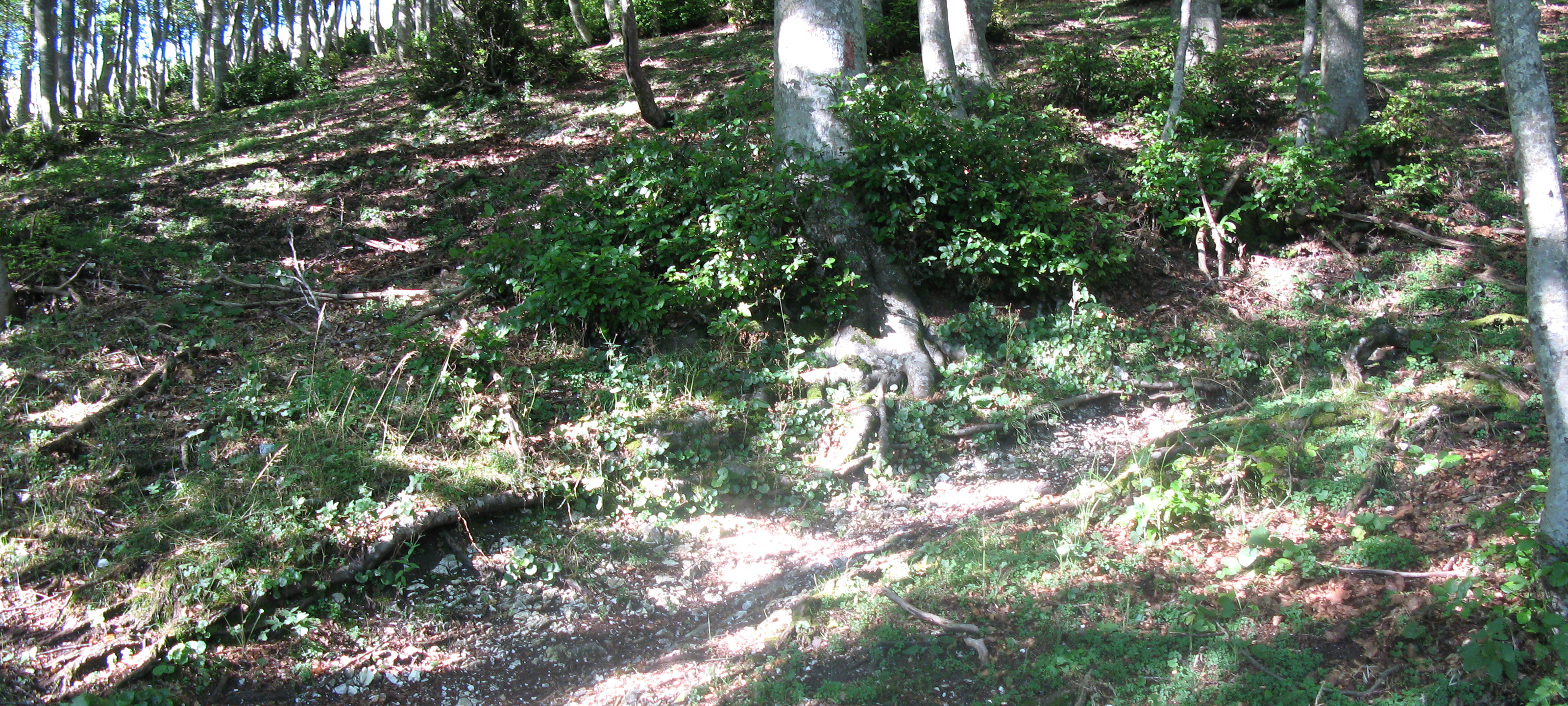 Monte Catria Sentiero 53 - immagine 3a