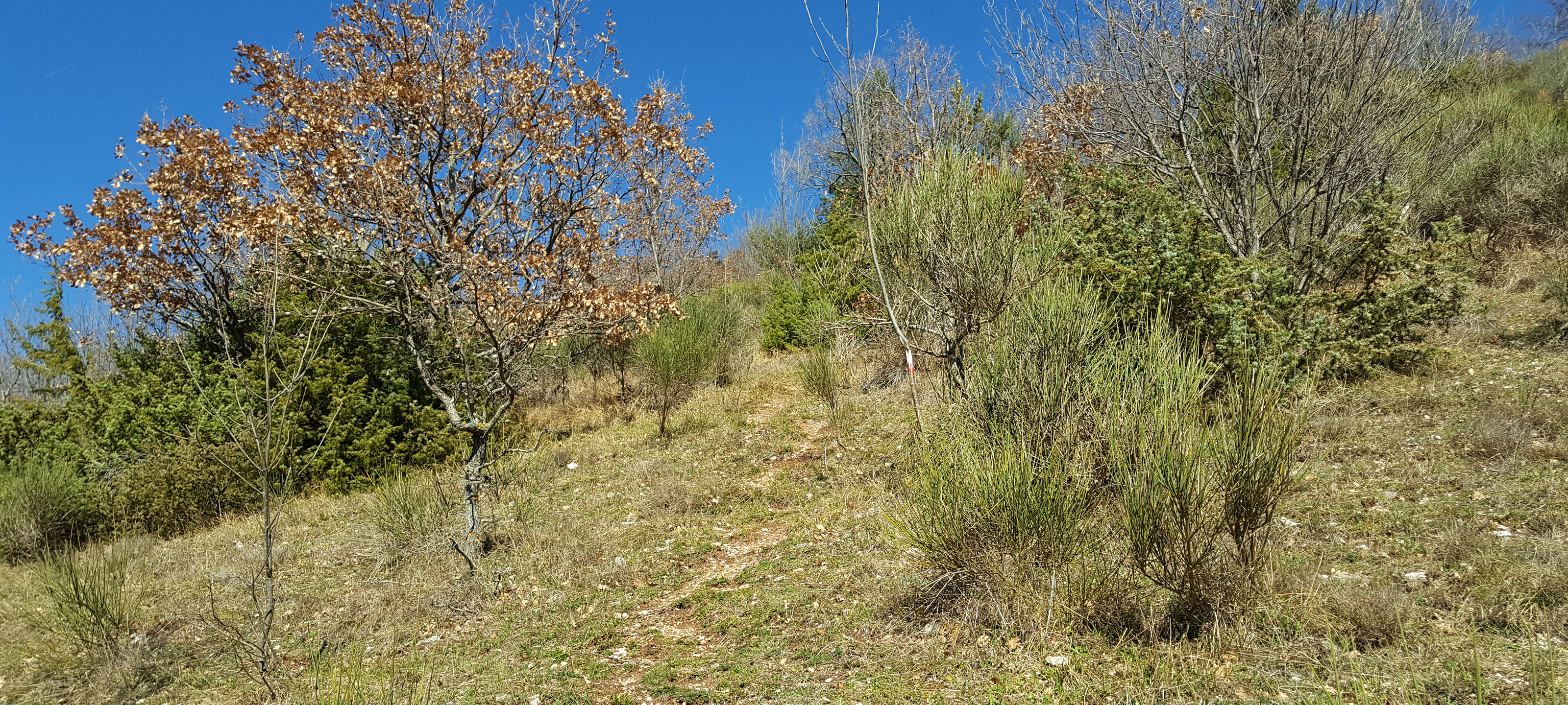 Monte Catria Sentiero 54a - immagine 5
