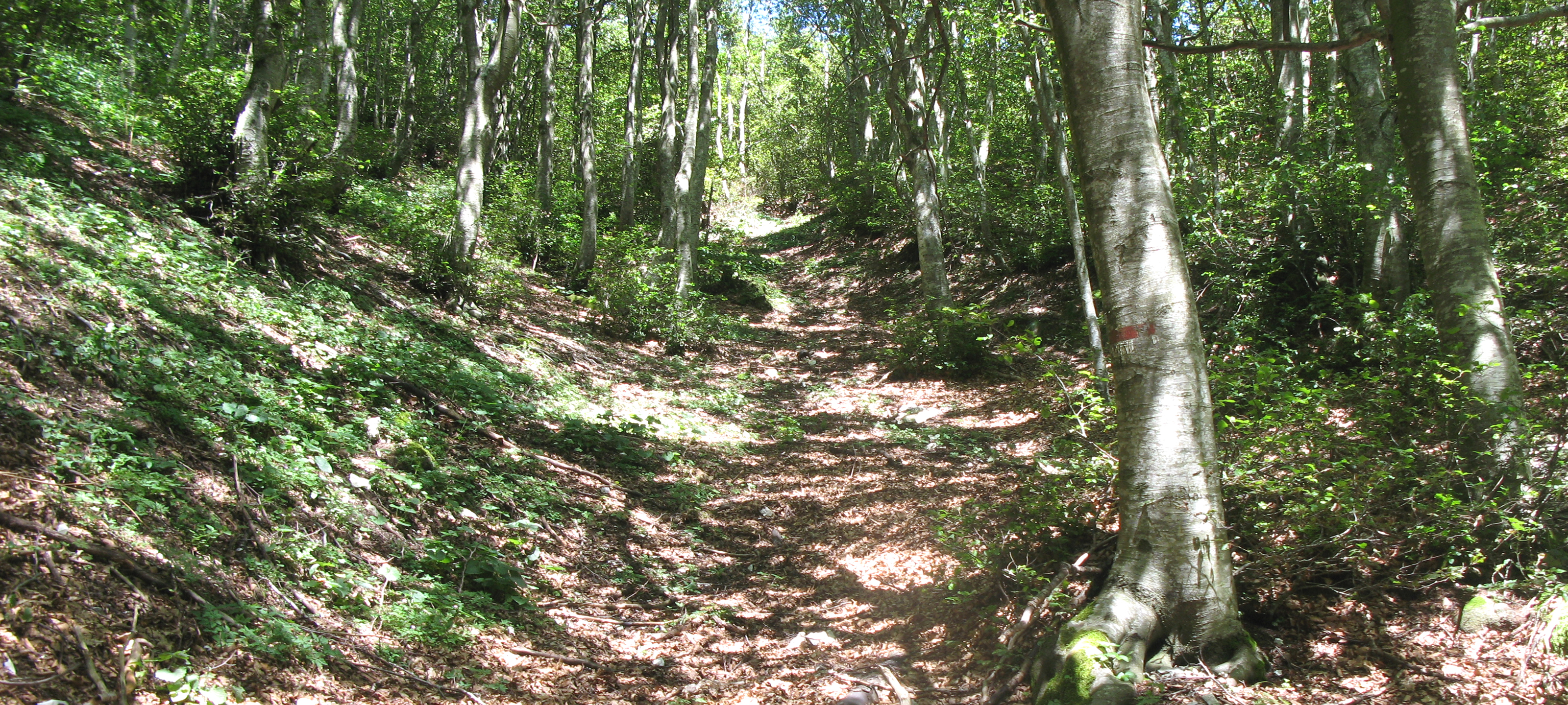 Monte Catria Sentiero 56 - immagine 2