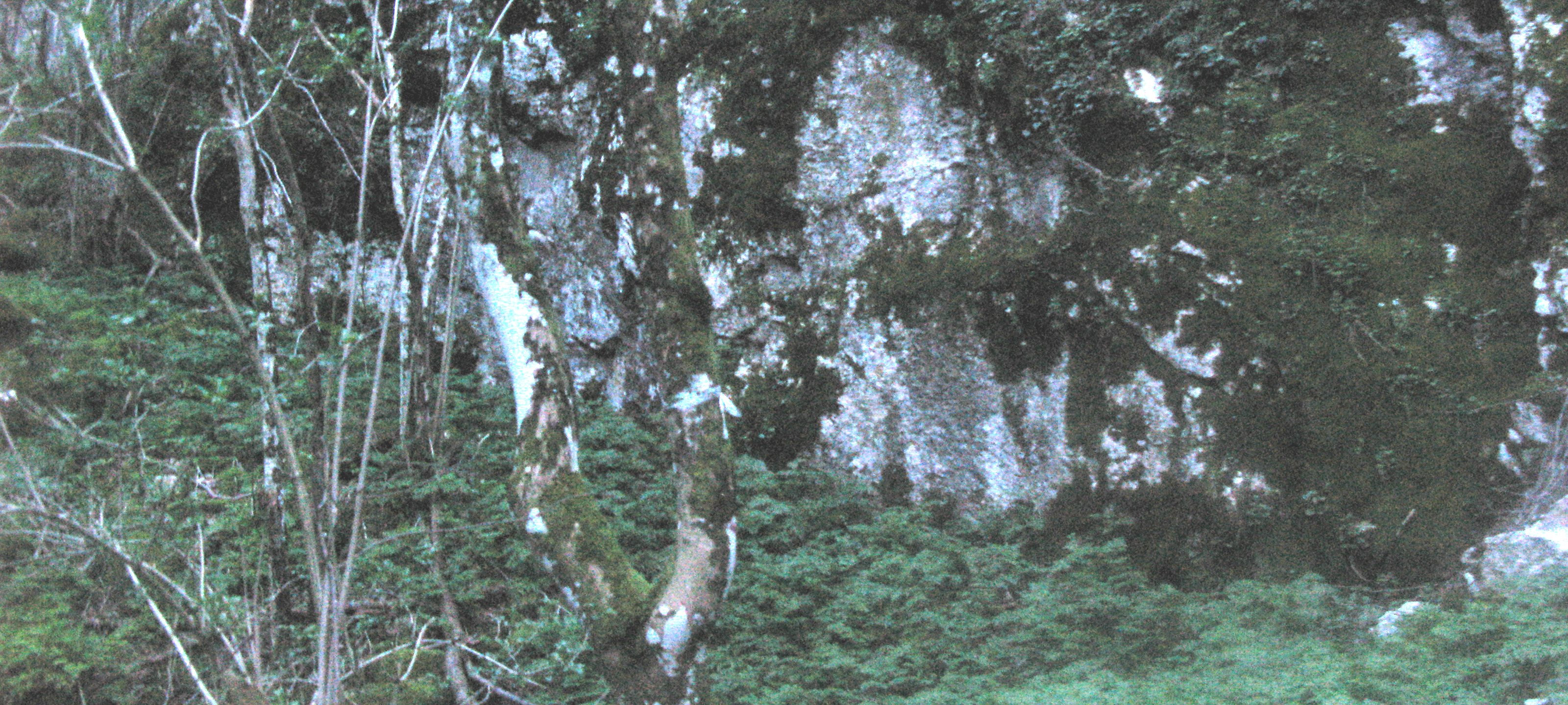 Monte Catria Sentiero 57 - immagine 2