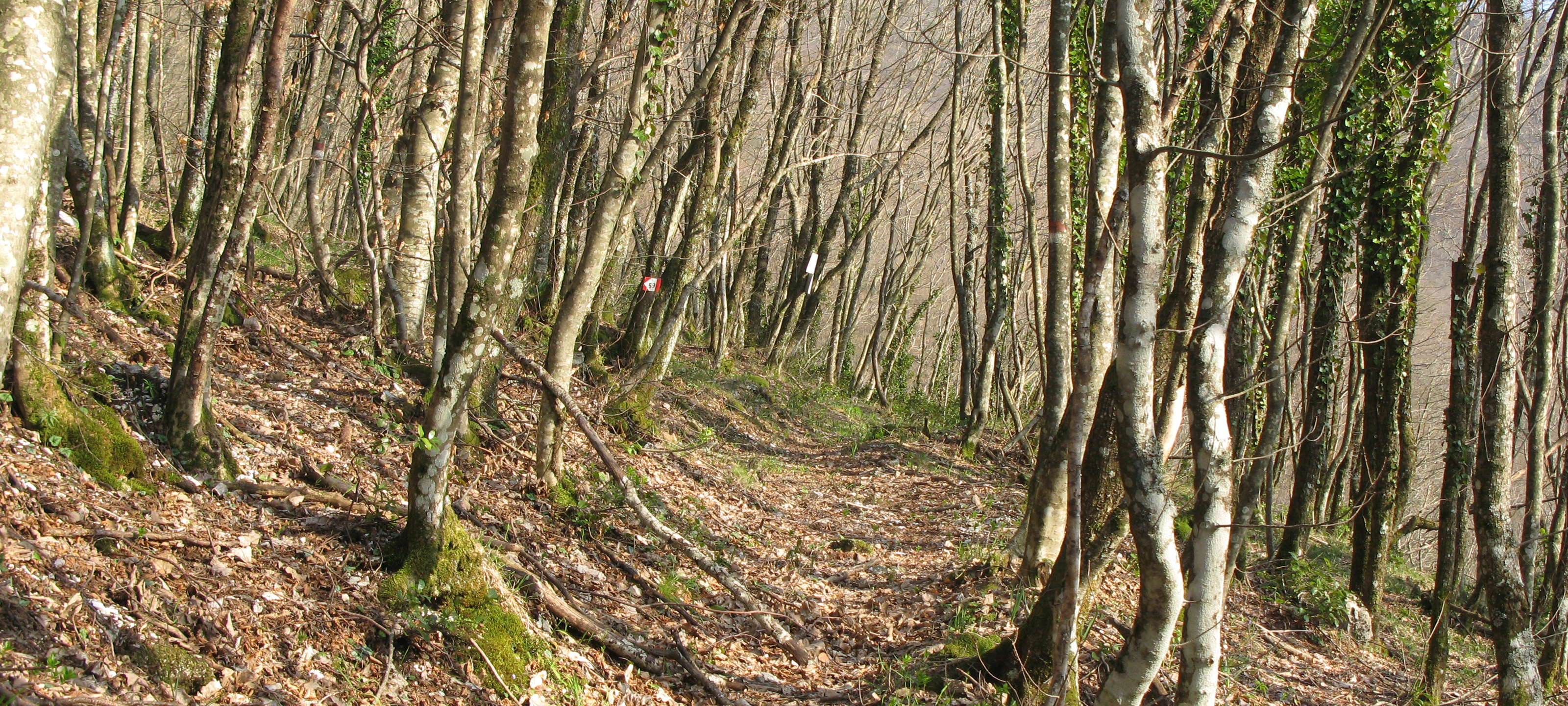 Monte Catria Sentiero 59 - immagine 10