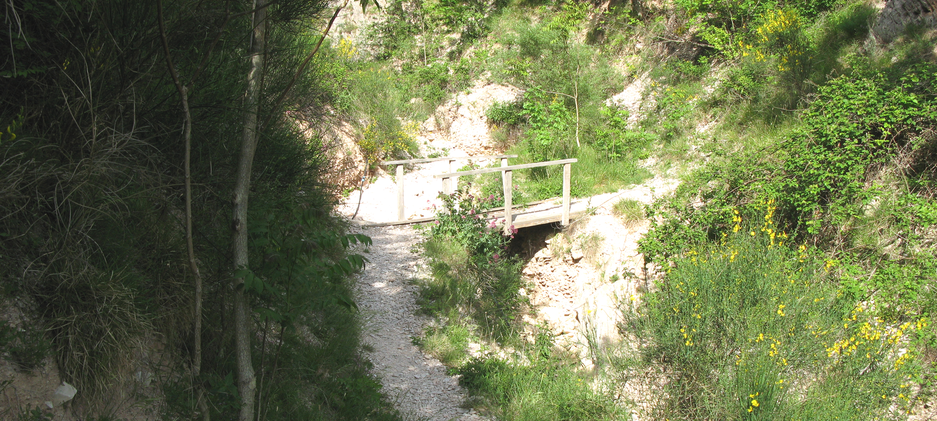 Monte Nerone Sentiero 6 - immagine 3