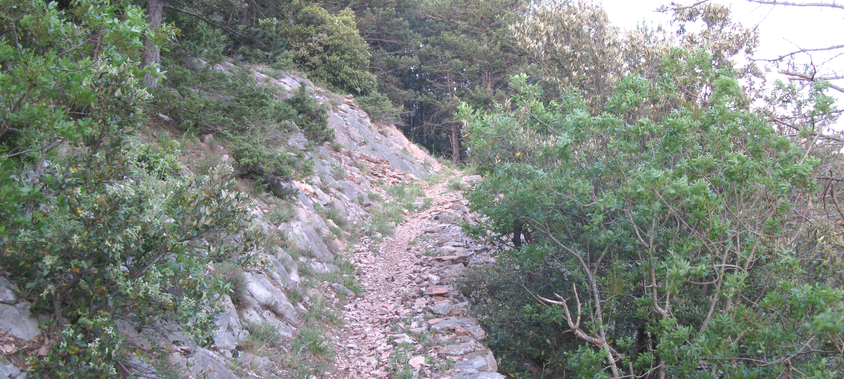 Monte Nerone Sentiero 6 - immagine 5