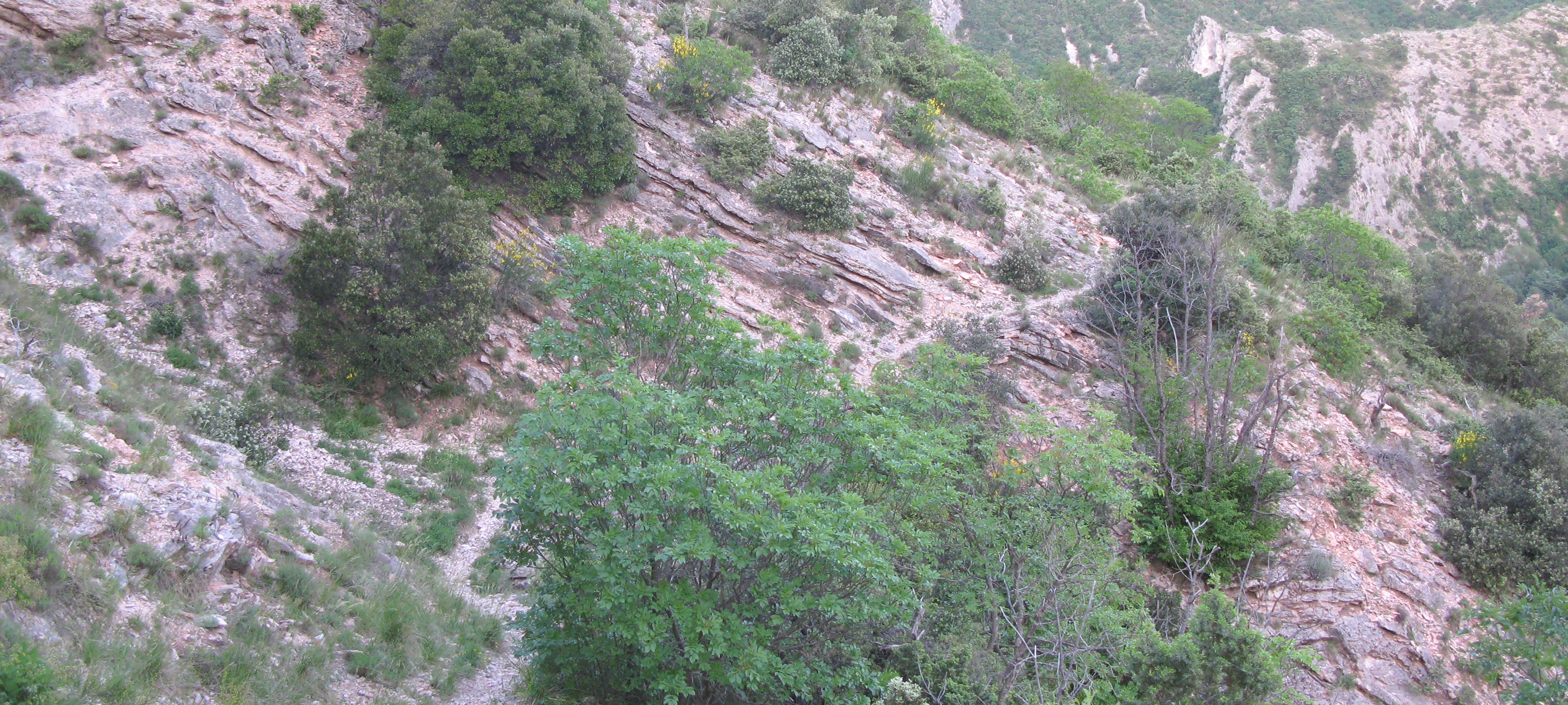 Monte Nerone Sentiero 6 - immagine 6