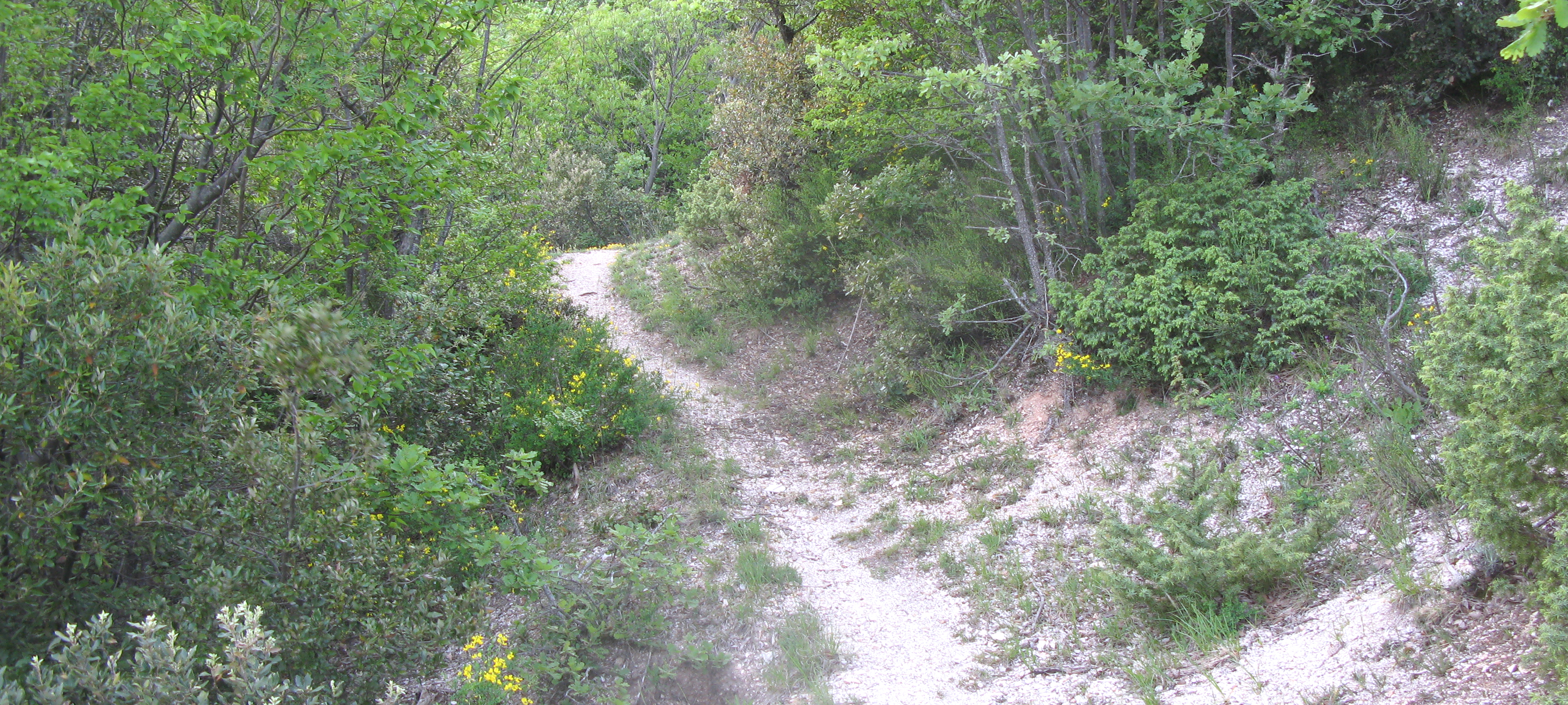 Monte Nerone Sentiero 6 - immagine 10
