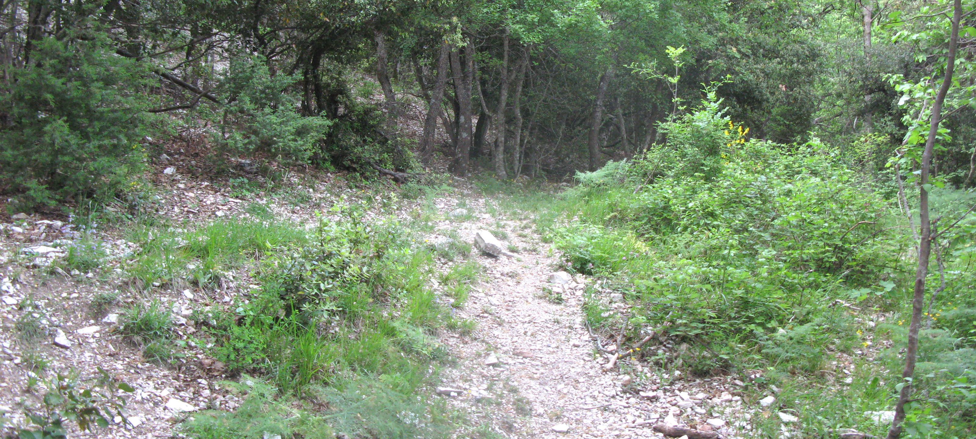 Monte Nerone Sentiero 6 - immagine 12