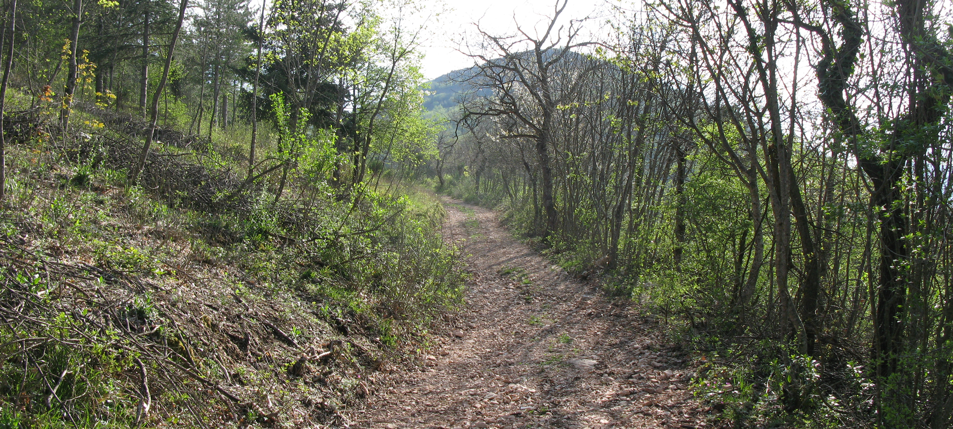 Monte Catria Sentiero 61 - immagine 2